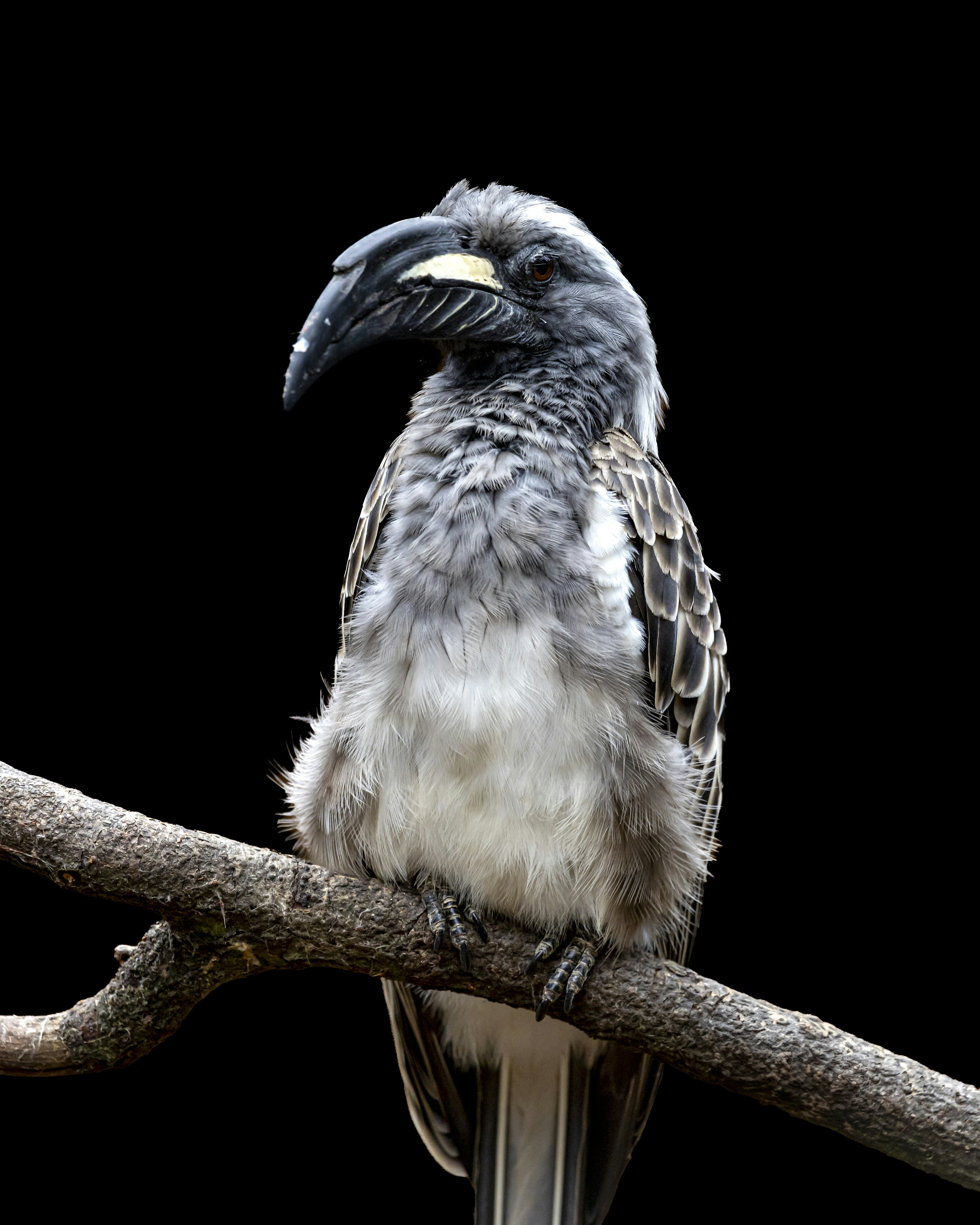 A grey hornbill sits on a branch.