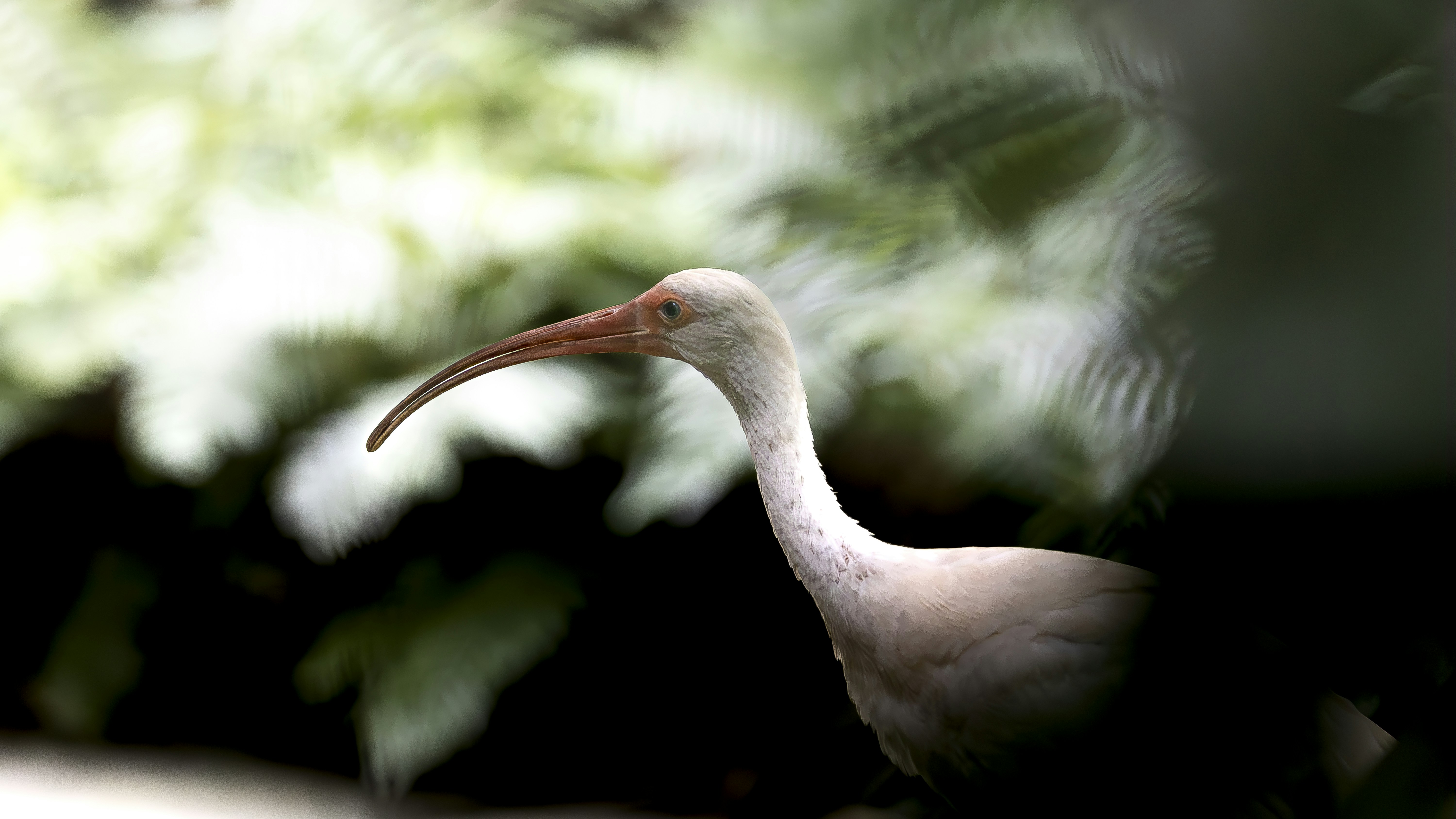 A white ibis bird stands against a blurry background.