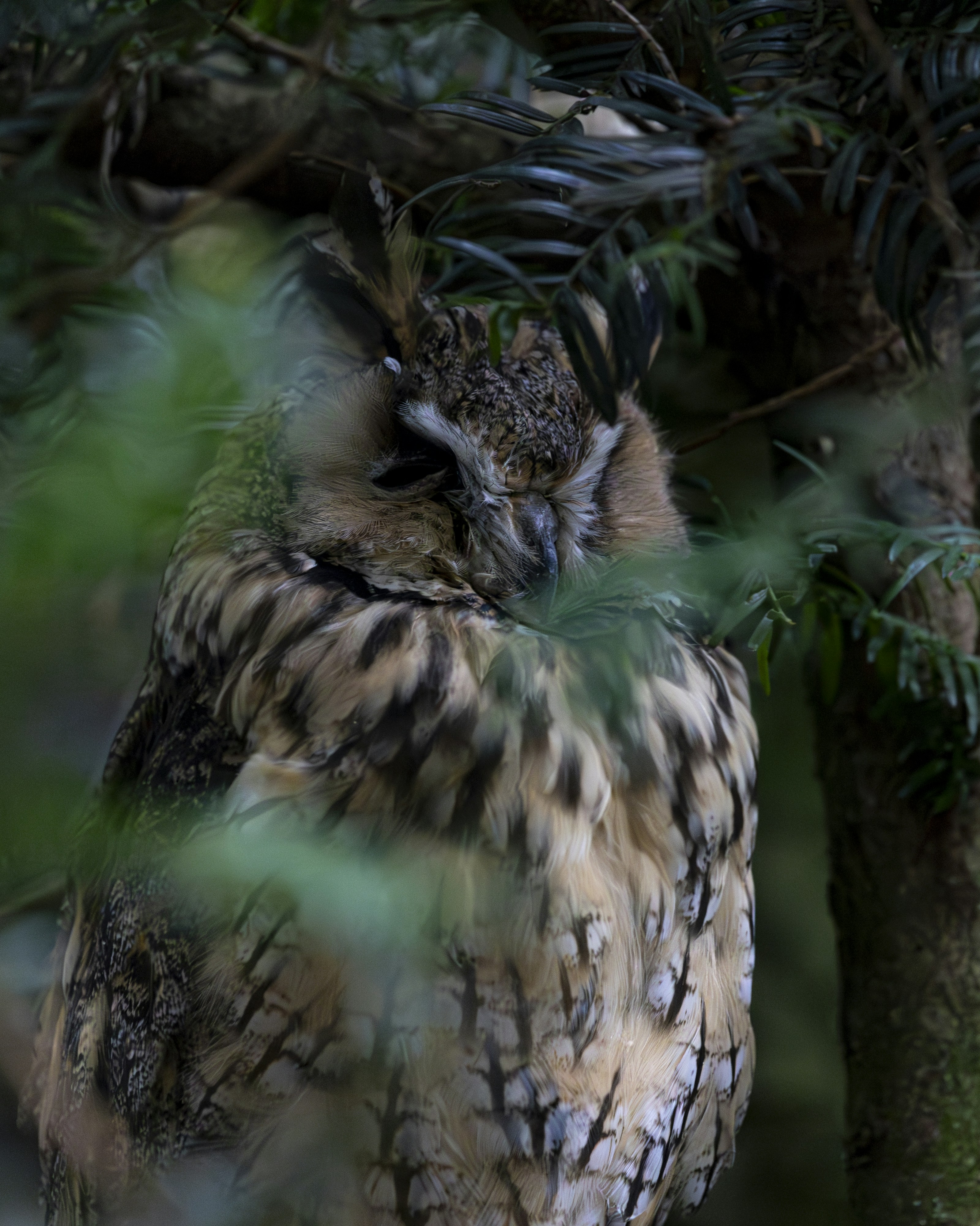 Sleepy Owl Supper Club Menu