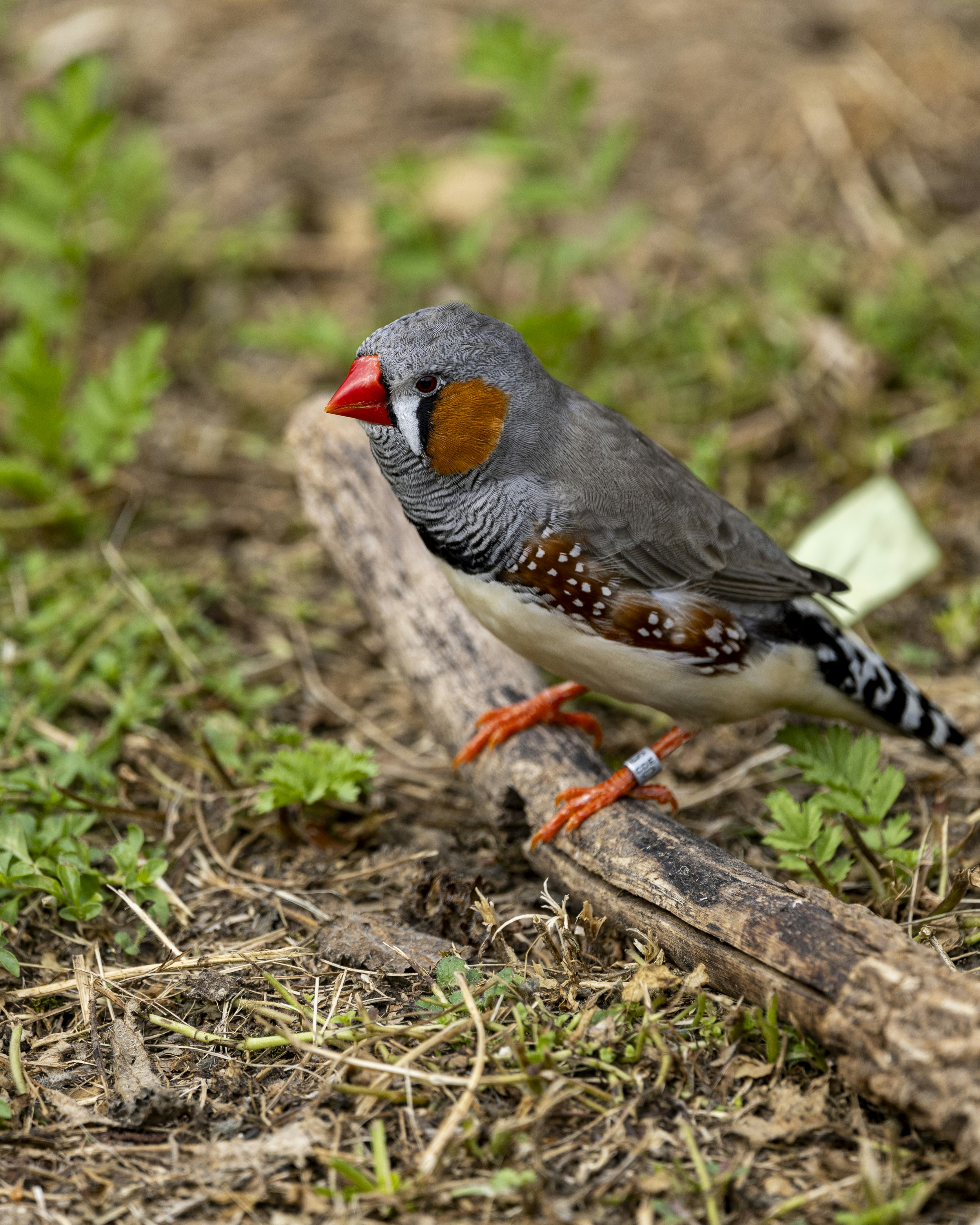 A zebra finch perches on a small log.