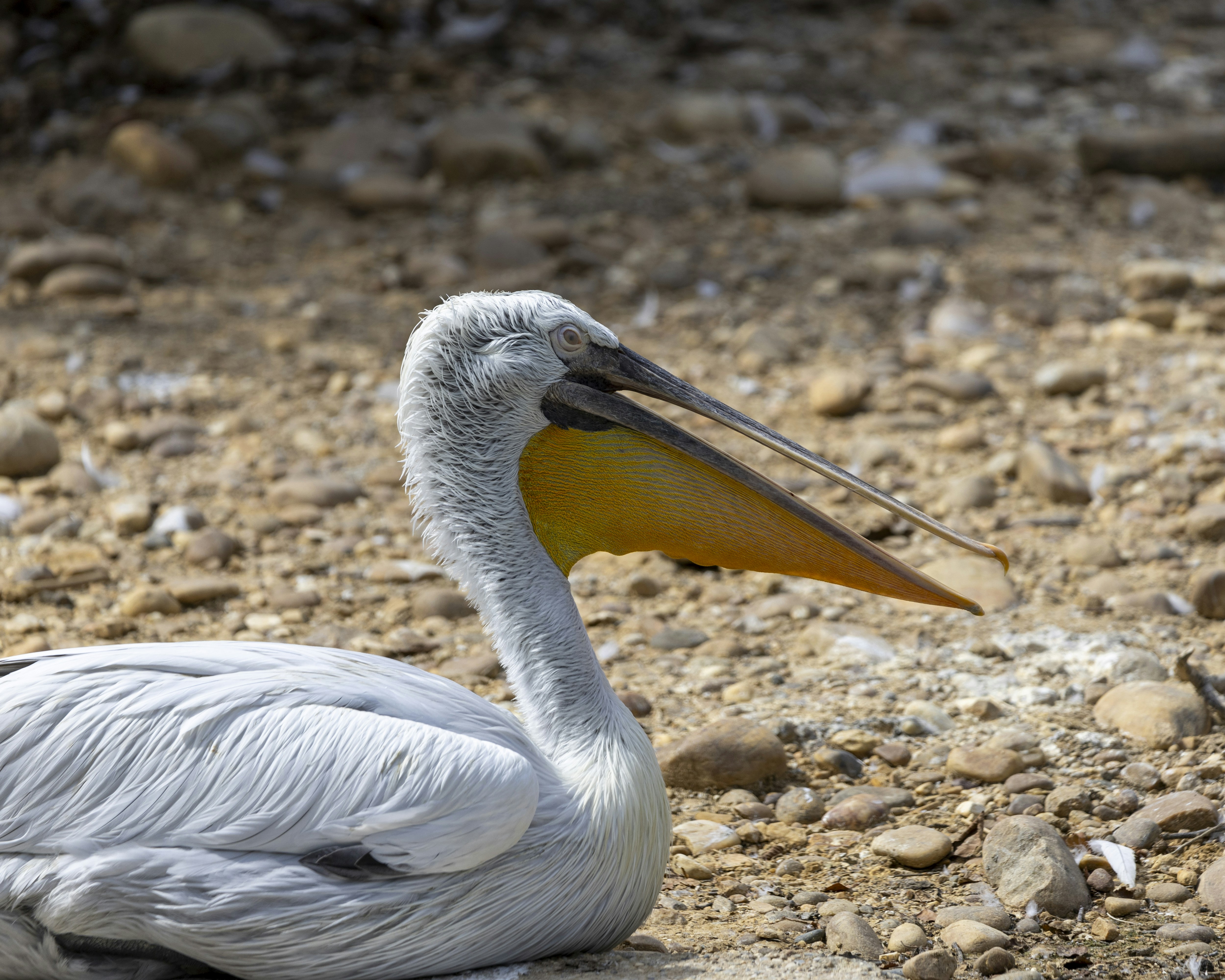 A pelican relaxes on a rocky surface.