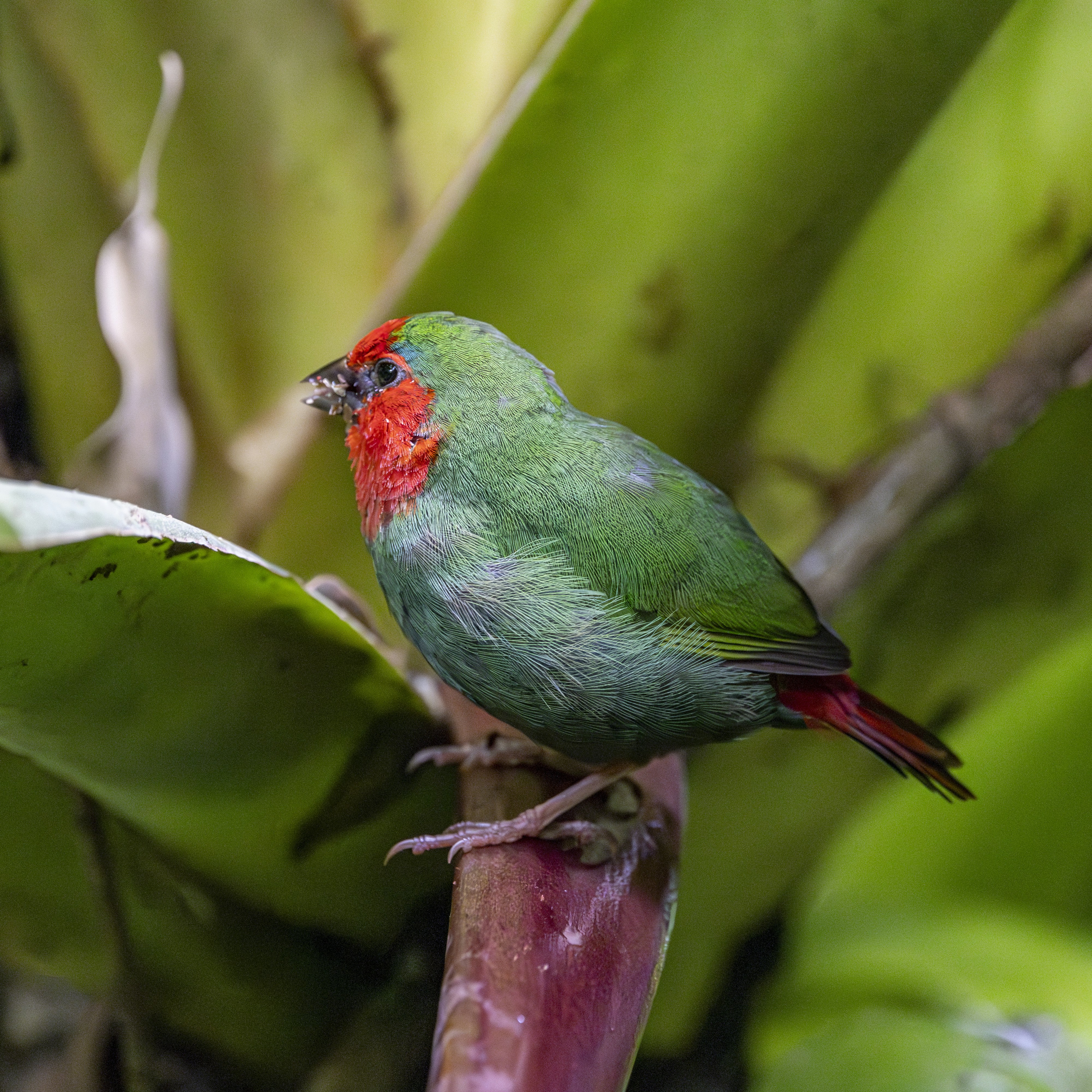 A colorful bird perches on a stem.