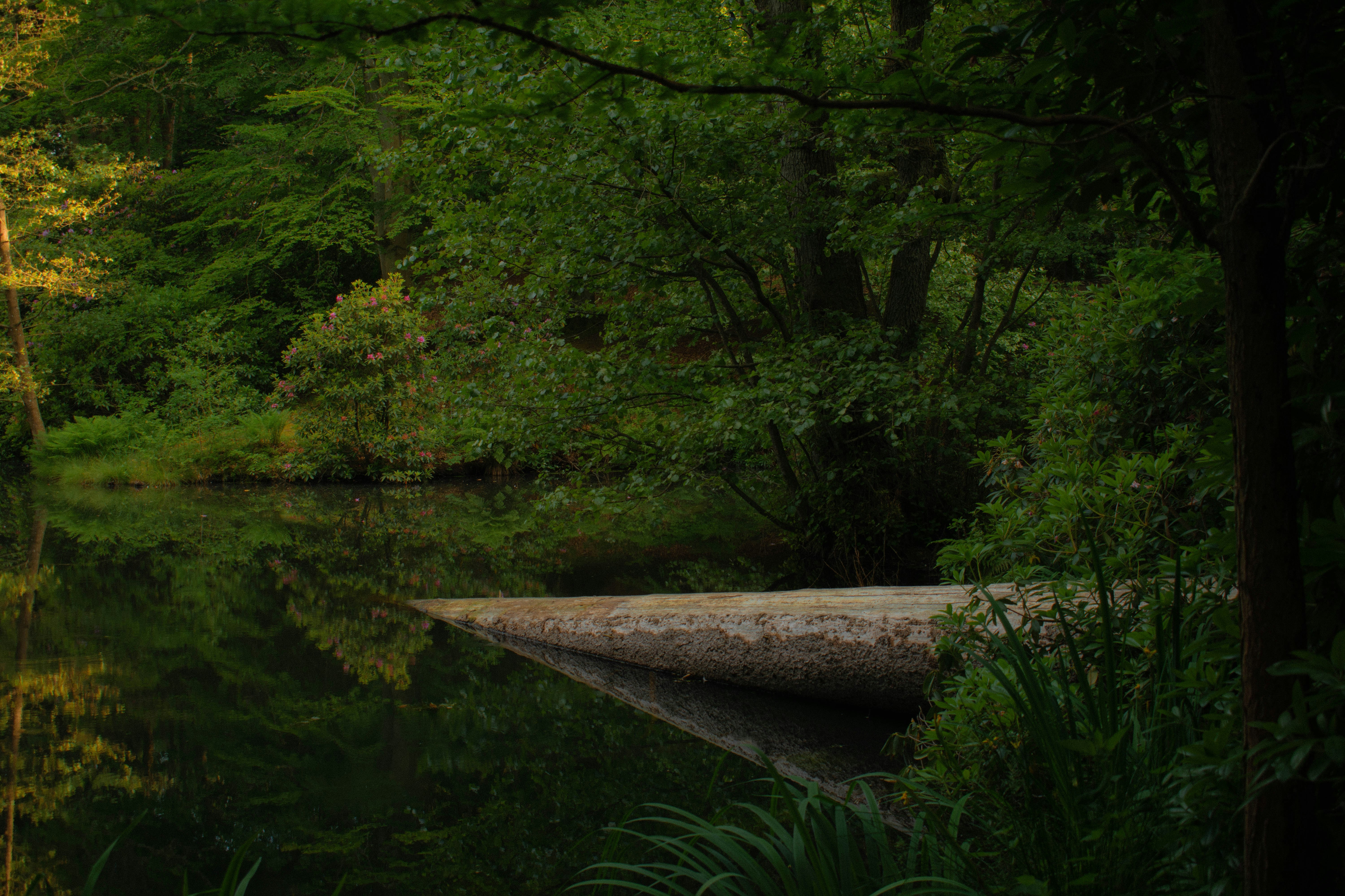 Reflections of the forest and log in the water.