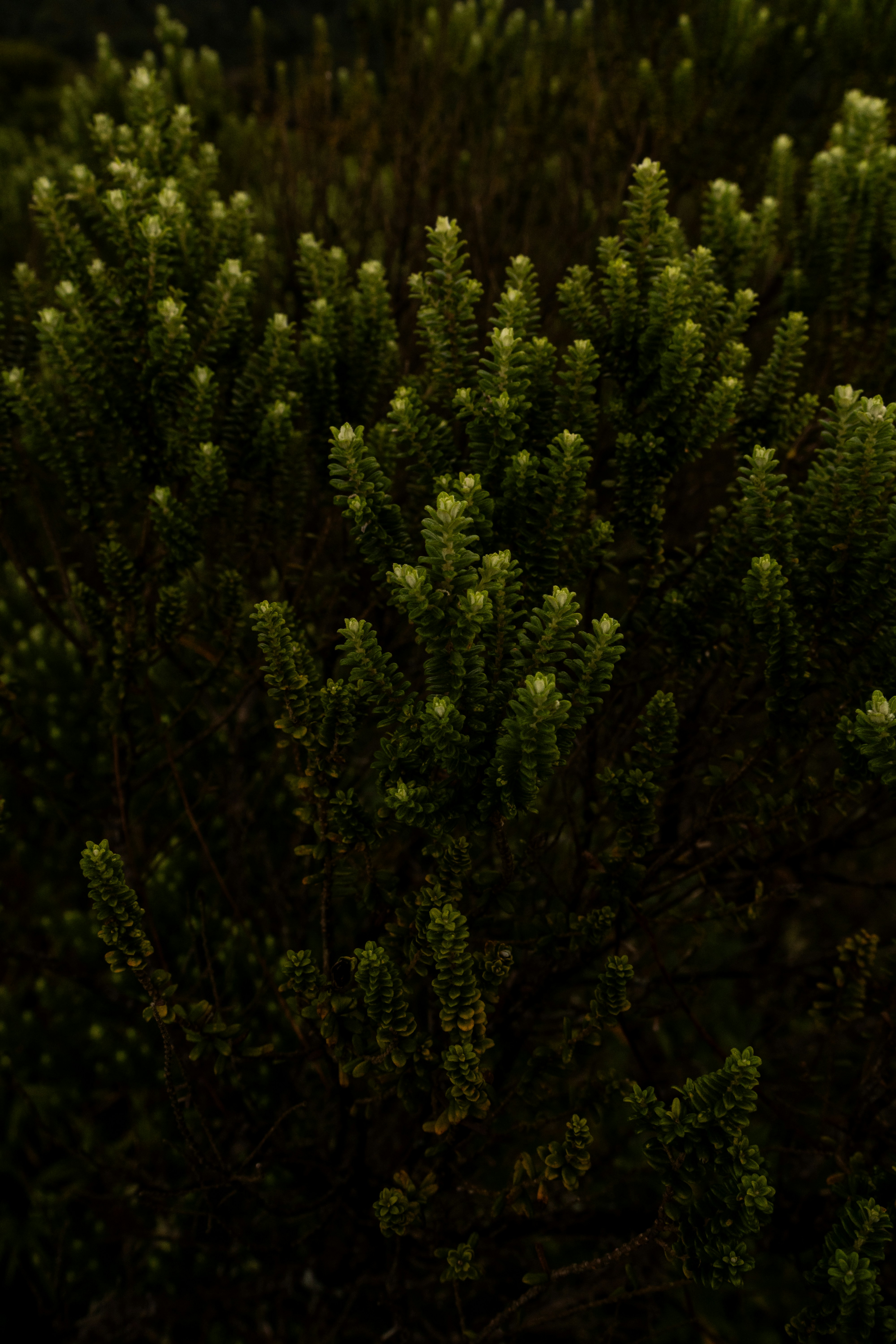 Photo by andreicastanha