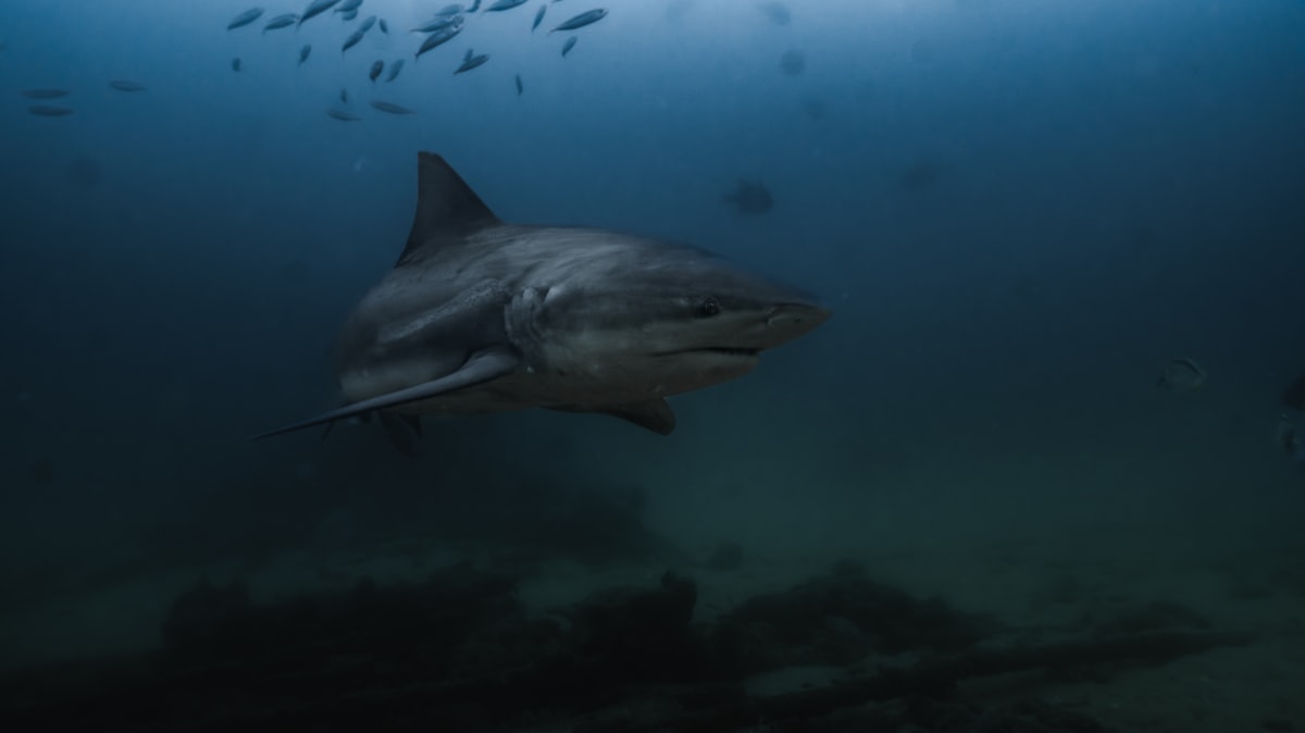 Diving with Bull Sharks in Playa del Carmen