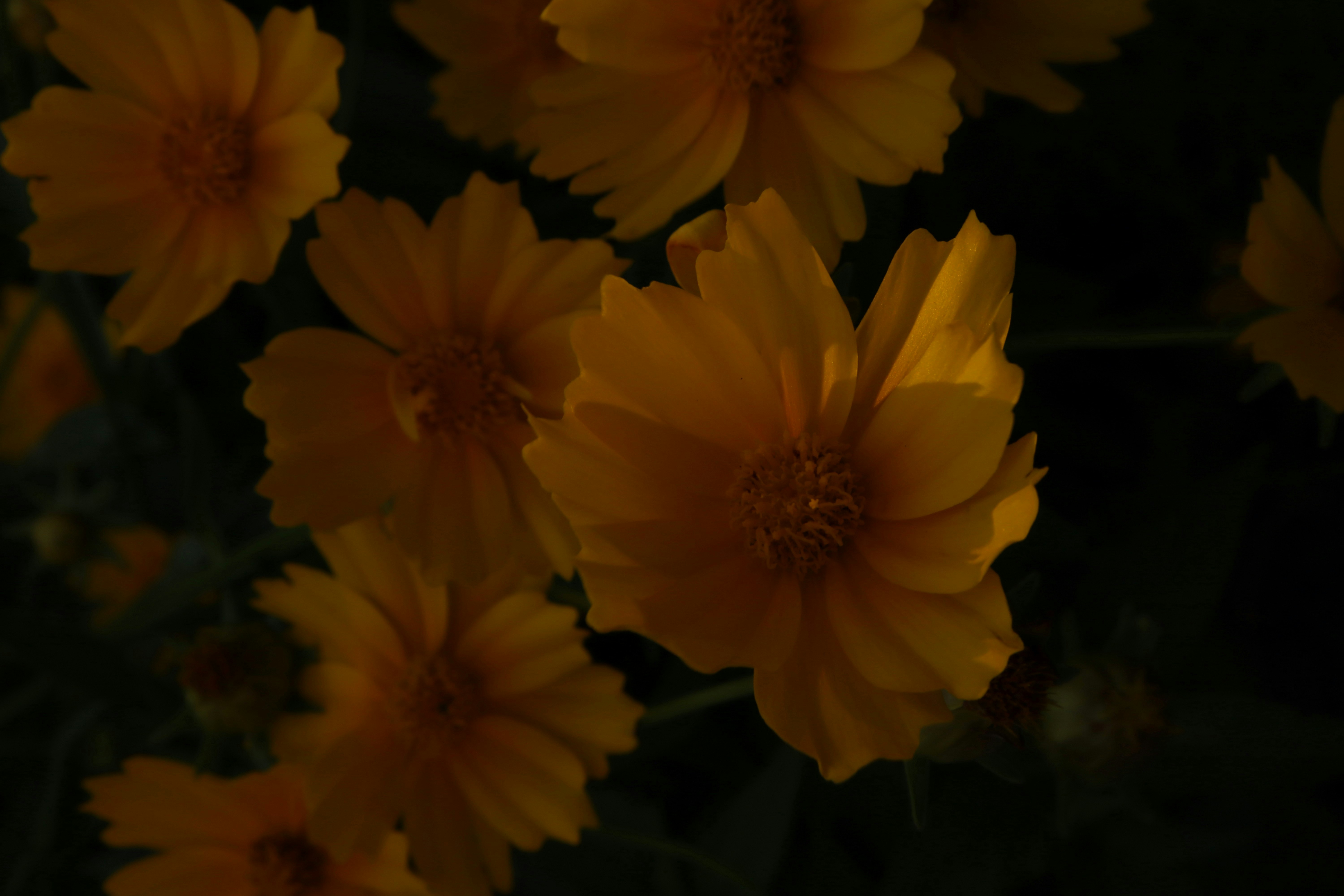 Photo by bored_mongoose