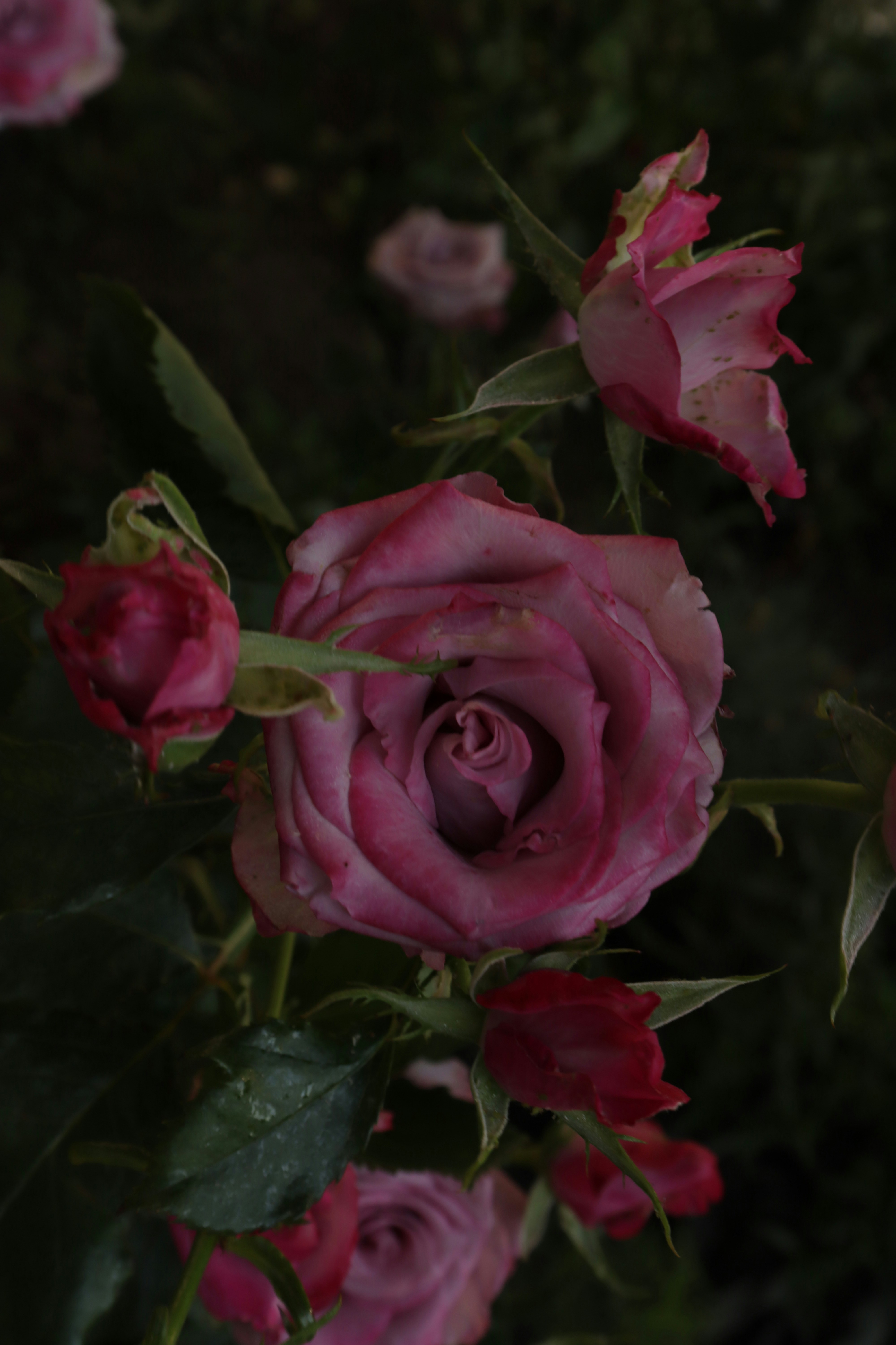 Photo by bored_mongoose