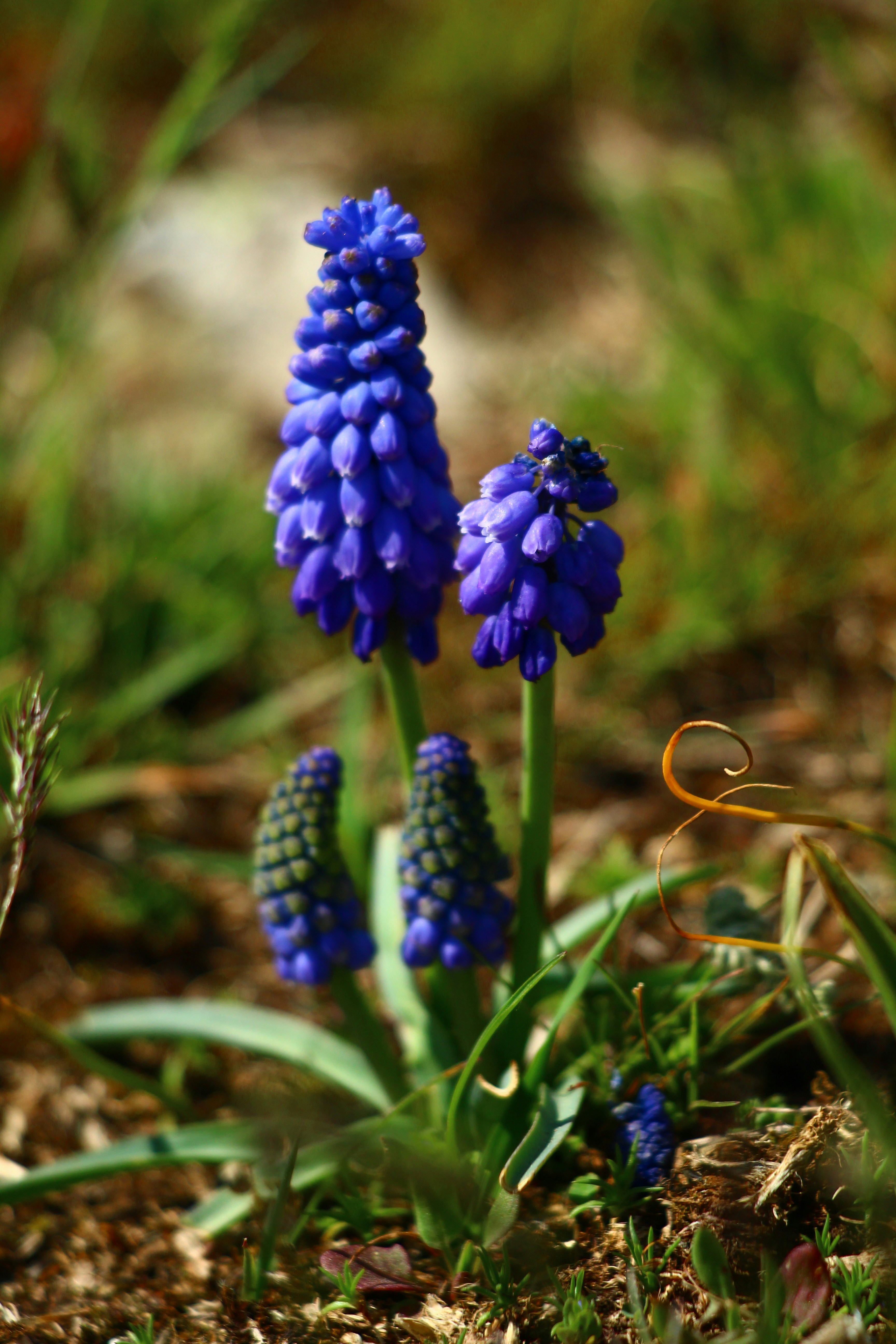 Blue grape hyacinth flowers bloom in nature.