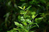 Green leaves and branches are shown in the image.