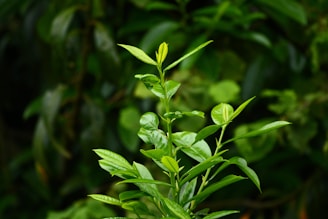 Green leaves and branches are shown in the image.