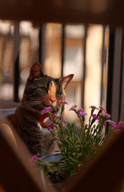 A cat poses near some flowers.
