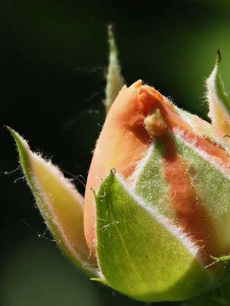 A peach rose bud is ready to bloom.