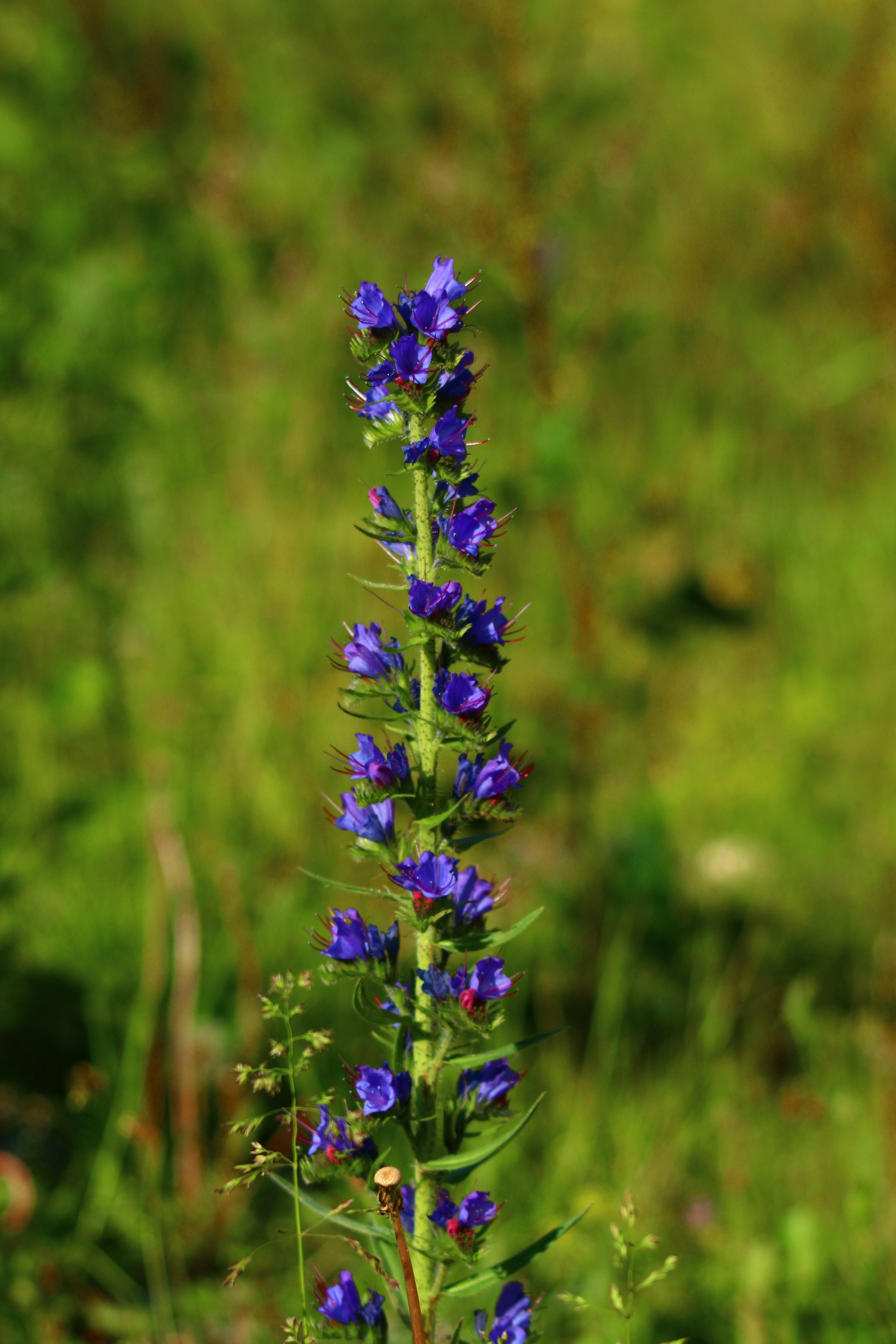 A tall, purple flower blooms in a field.