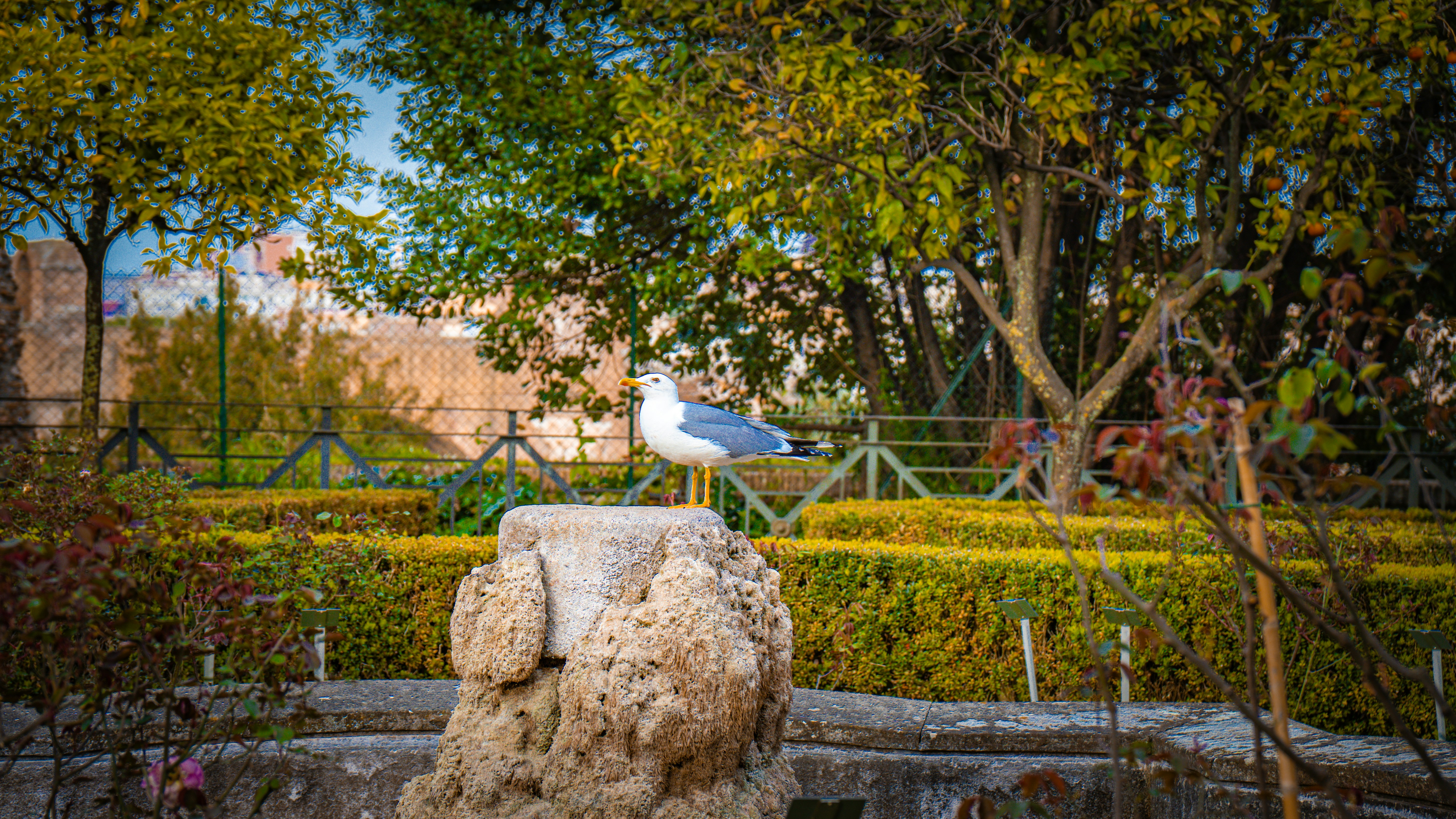 A seagull rests on a stone amidst greenery.