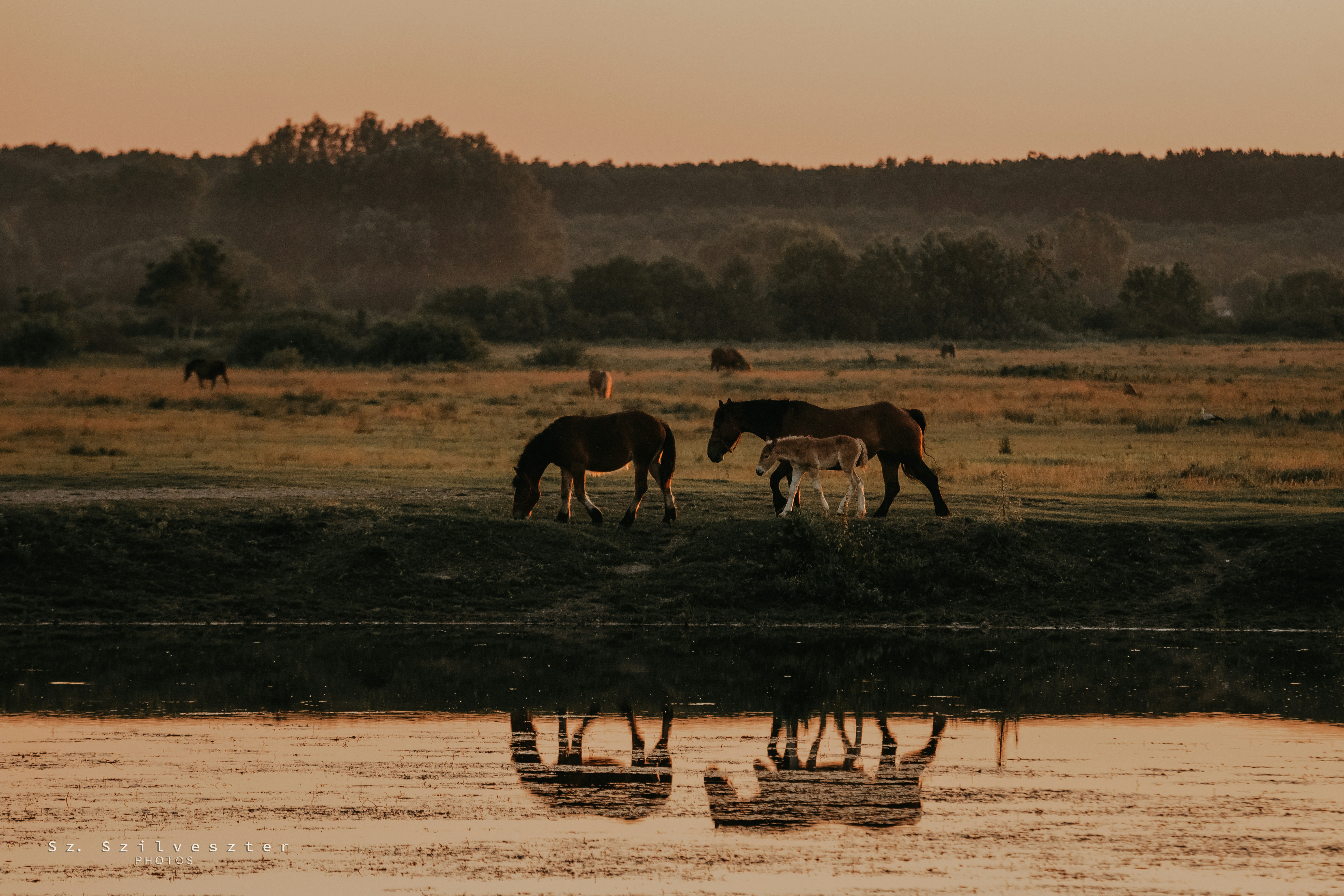 Photo by sylvester_s