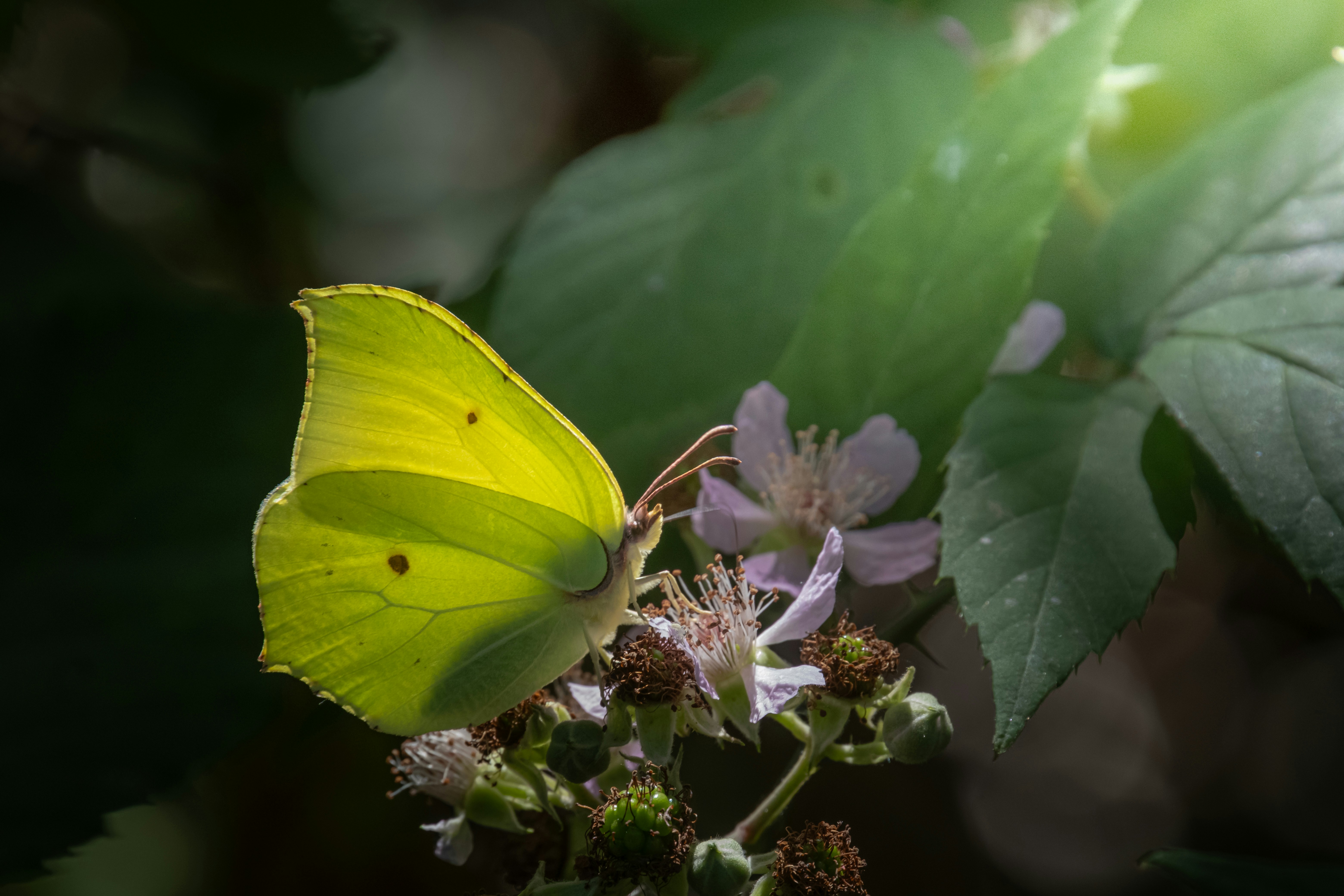 Una farfalla gialla si siede su un fiore.