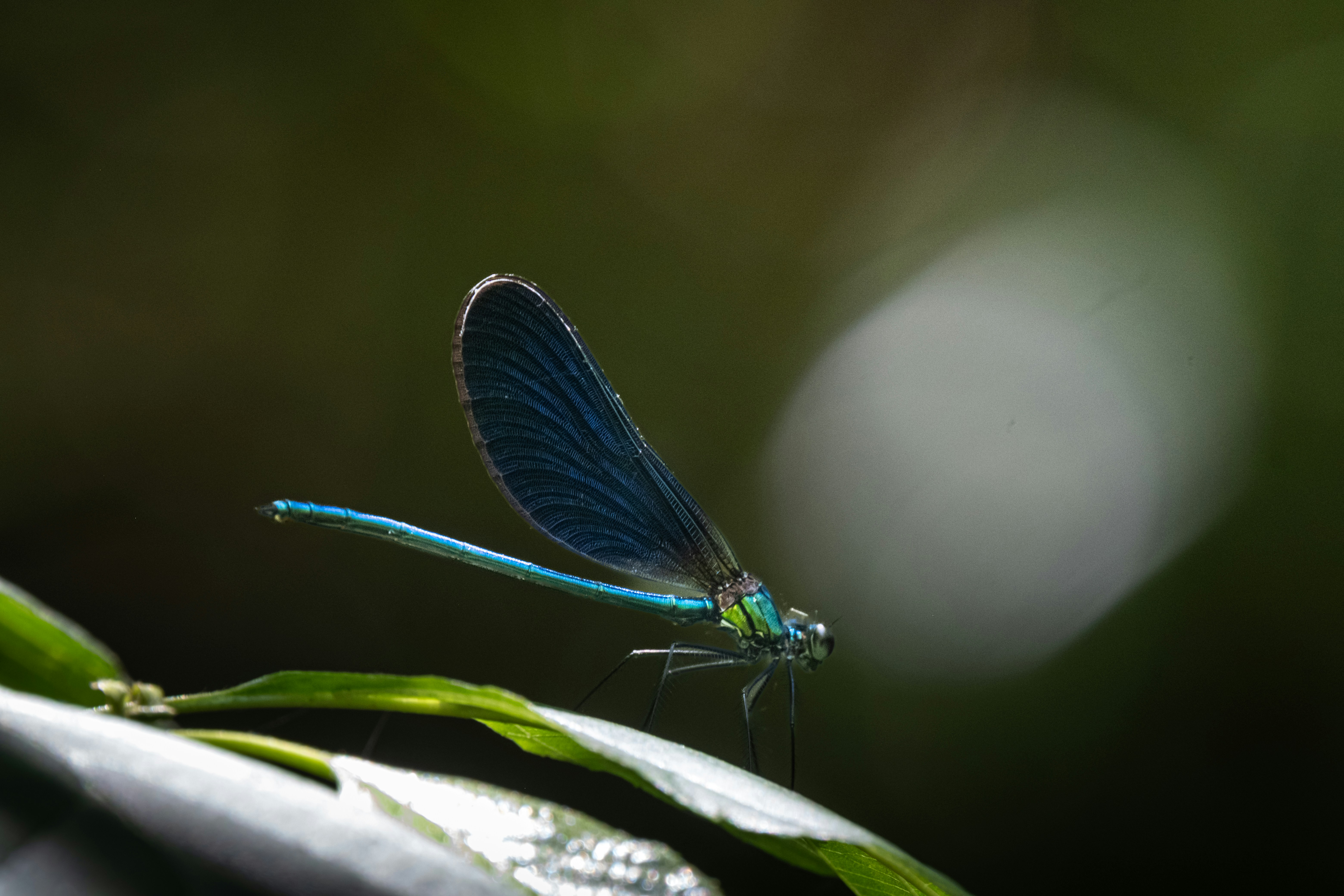 Una libellula blu è in volo.