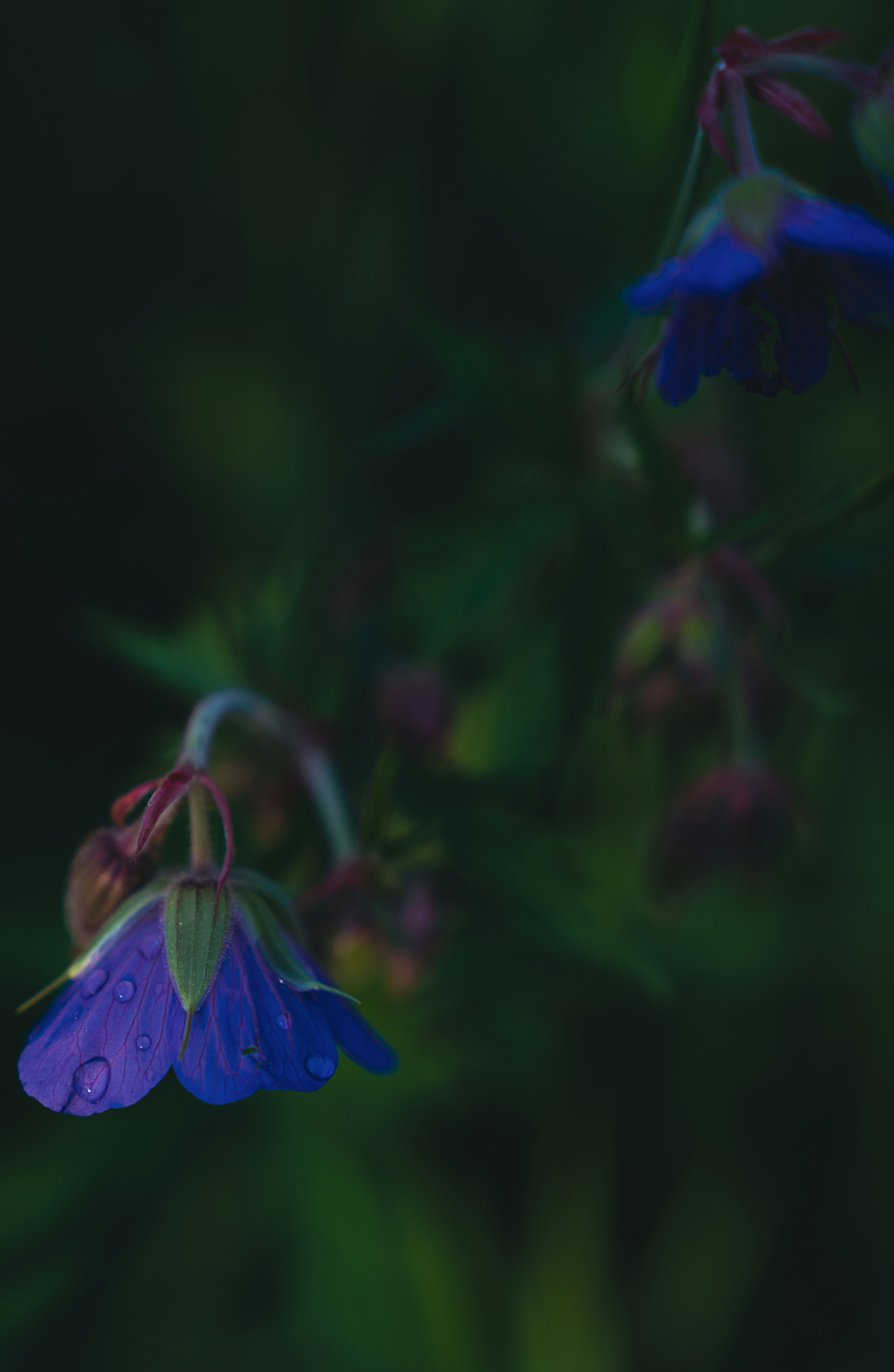 Purple flowers droop gracefully against a dark backdrop.