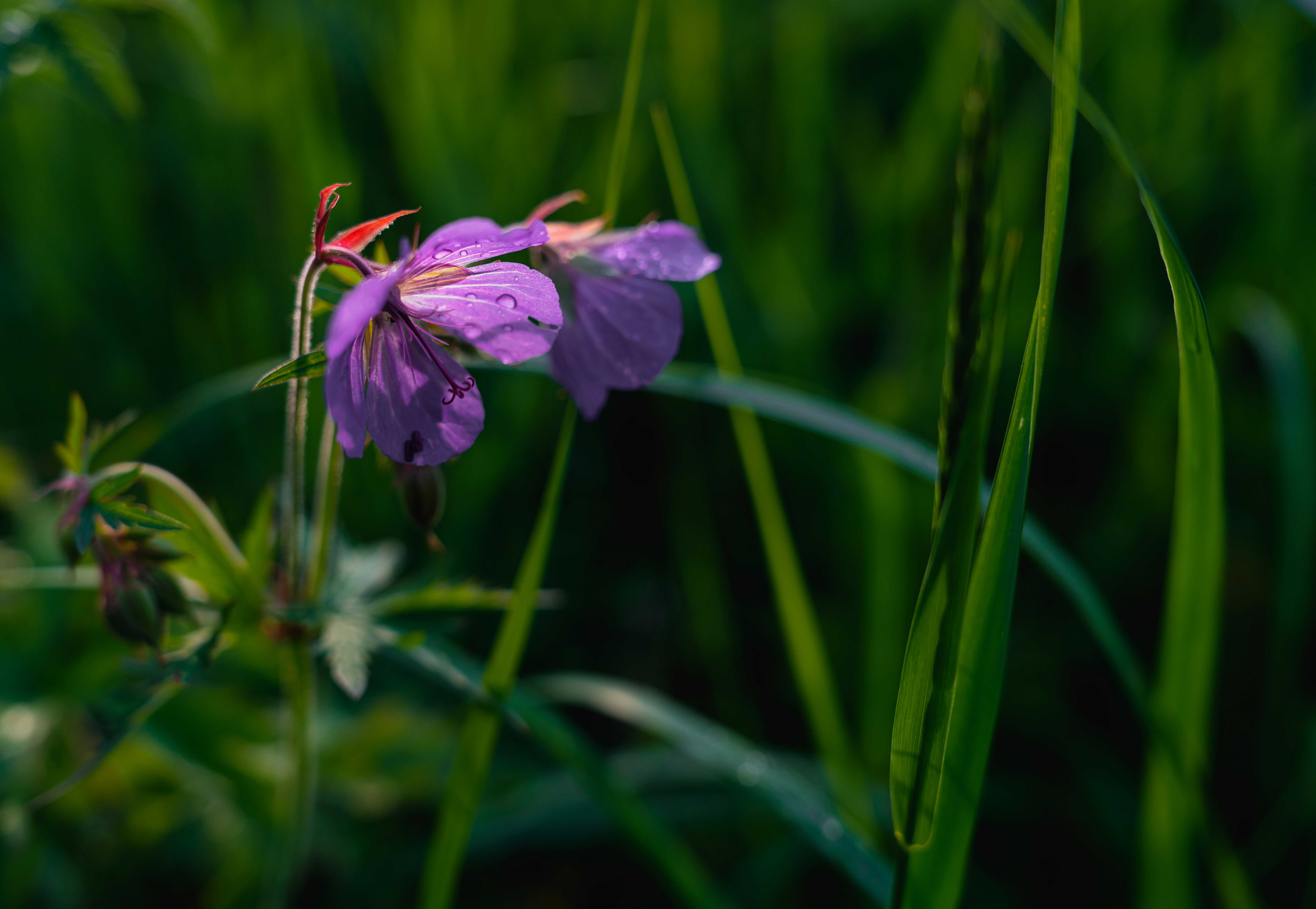 Photo by hellaren