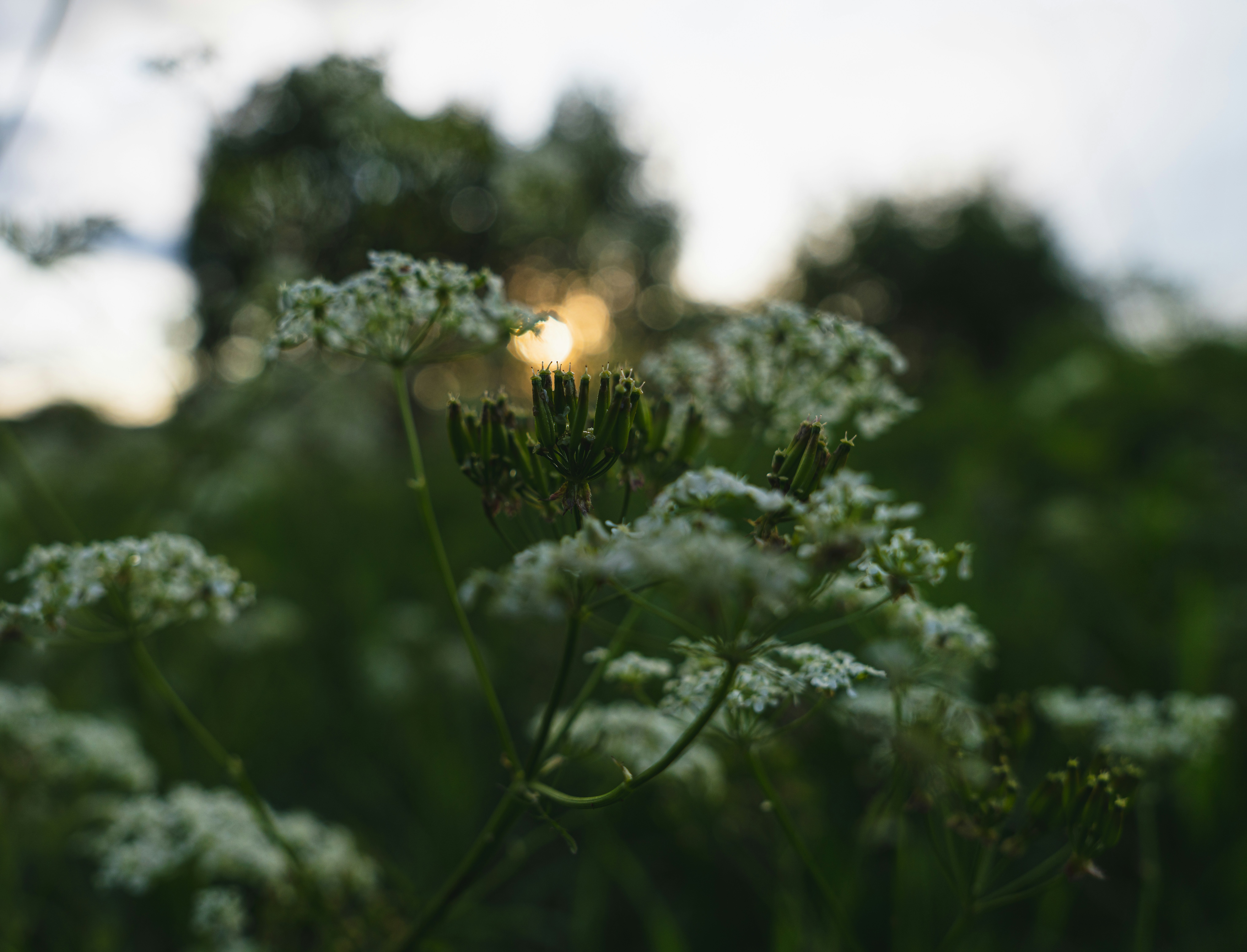 Photo by hellaren