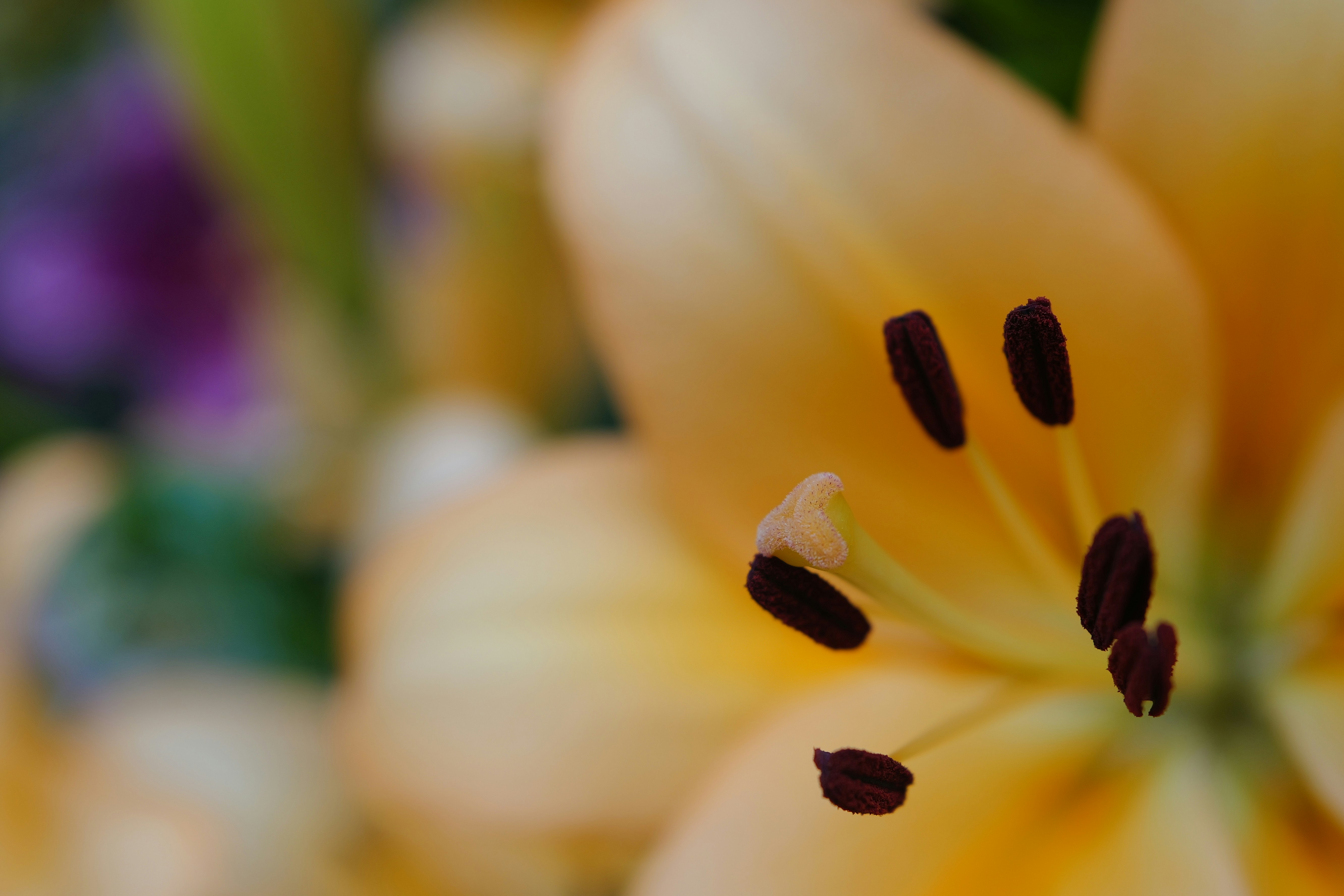 Close-up of a yellow lily flower's inside.