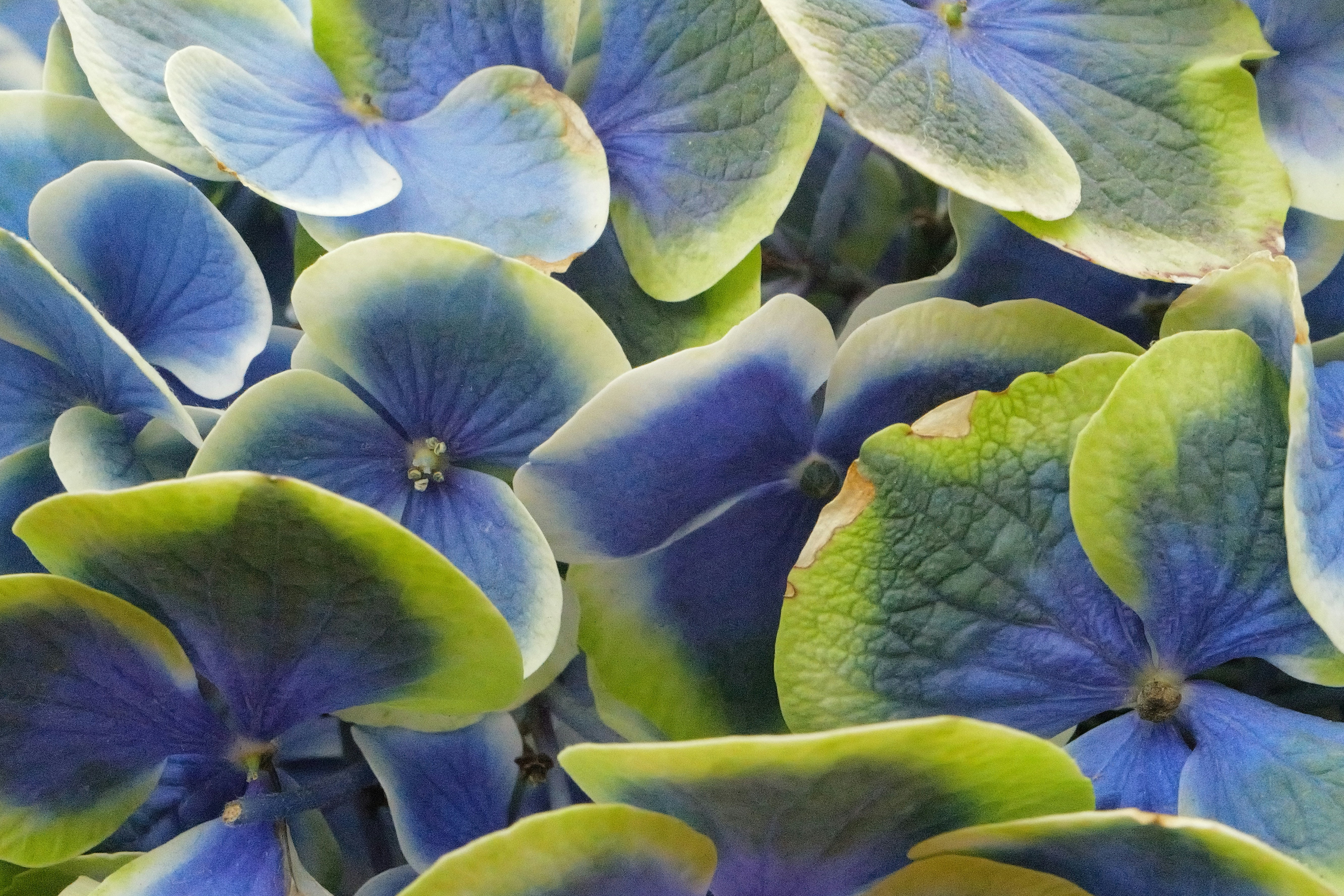 Close-up of beautiful blue and green hydrangea flowers.