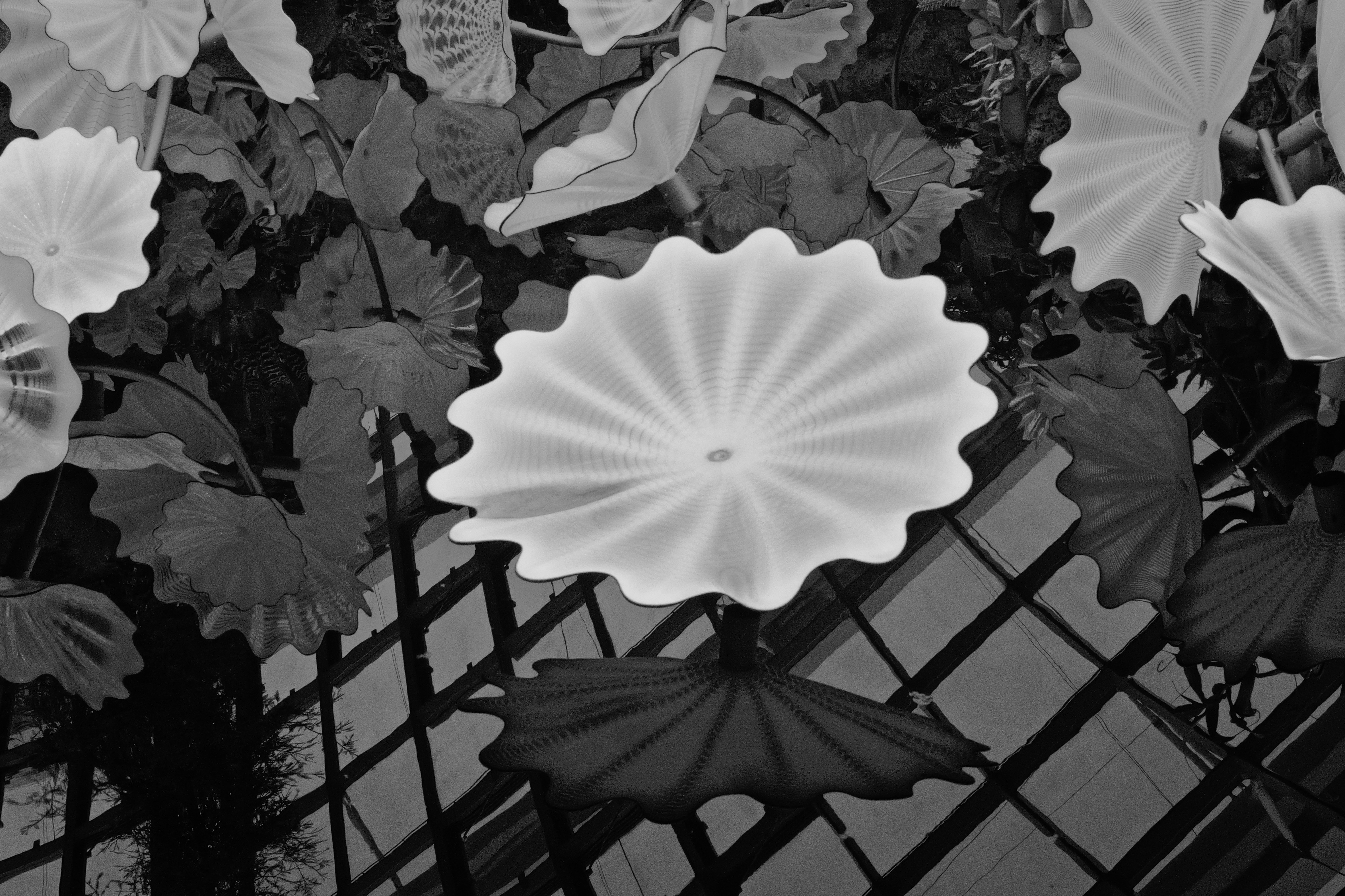 Lotus leaves in black and white.