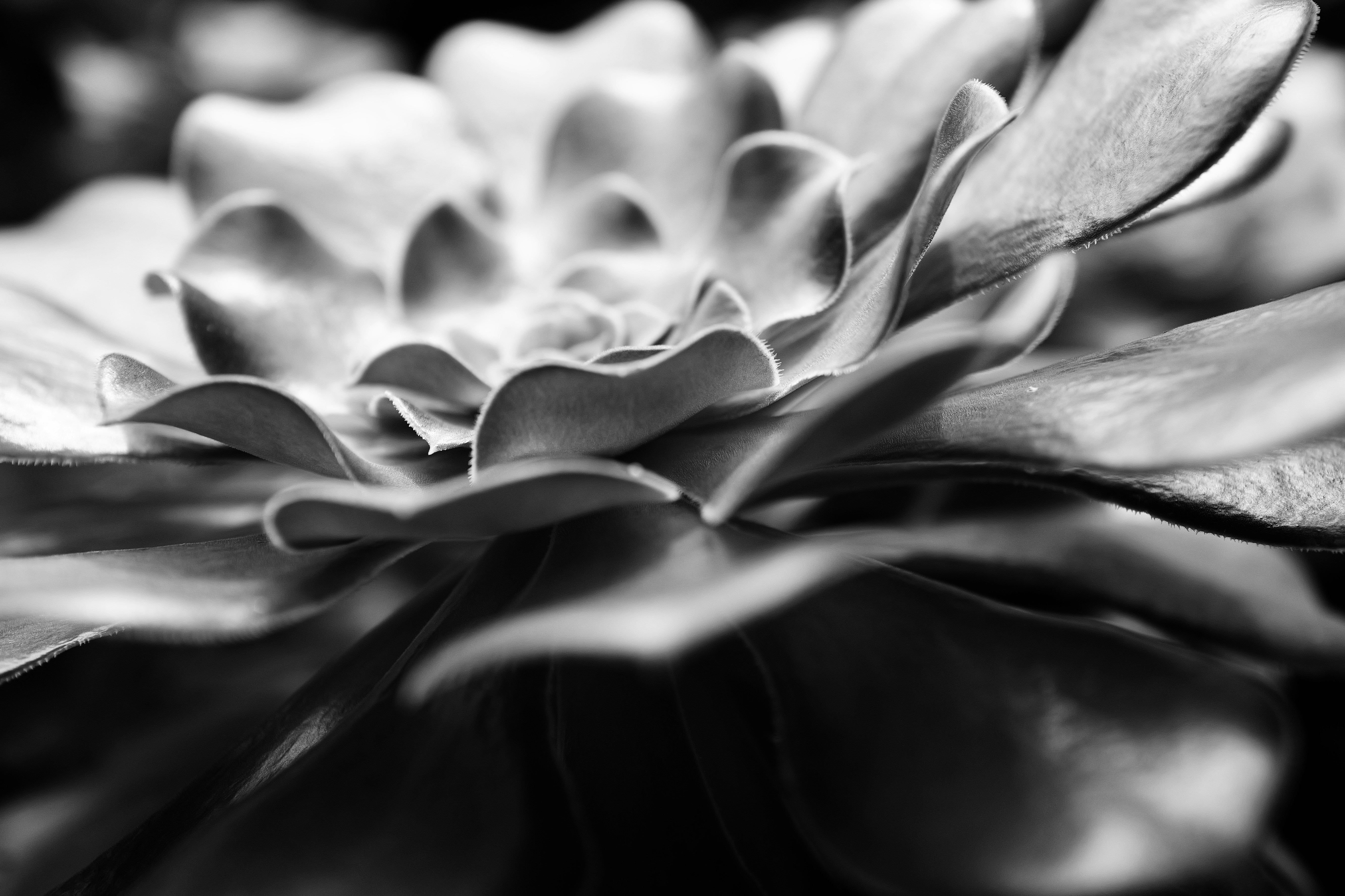 A close-up shot of a beautiful flower.