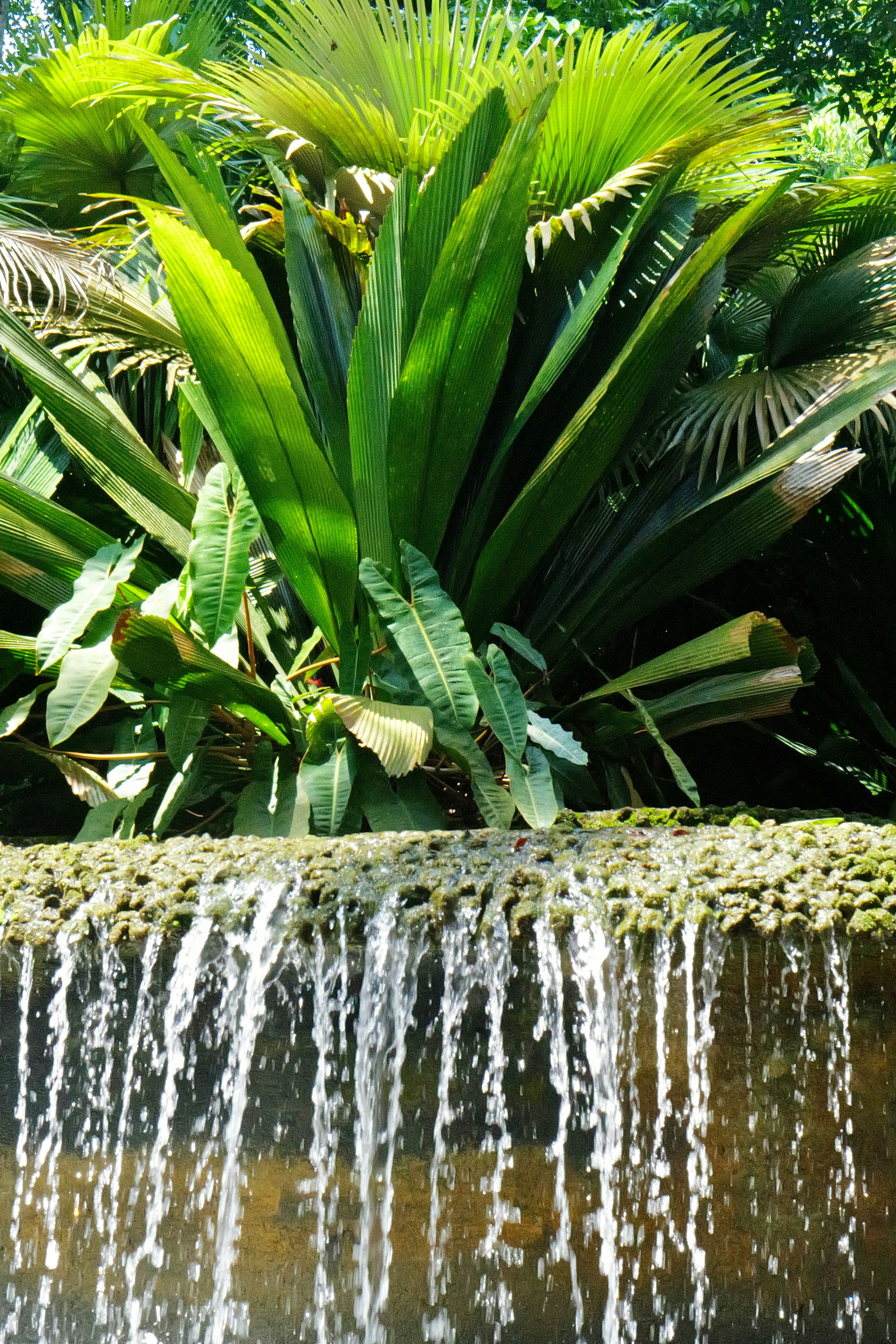 Water cascades over a ledge, surrounded by lush greenery.