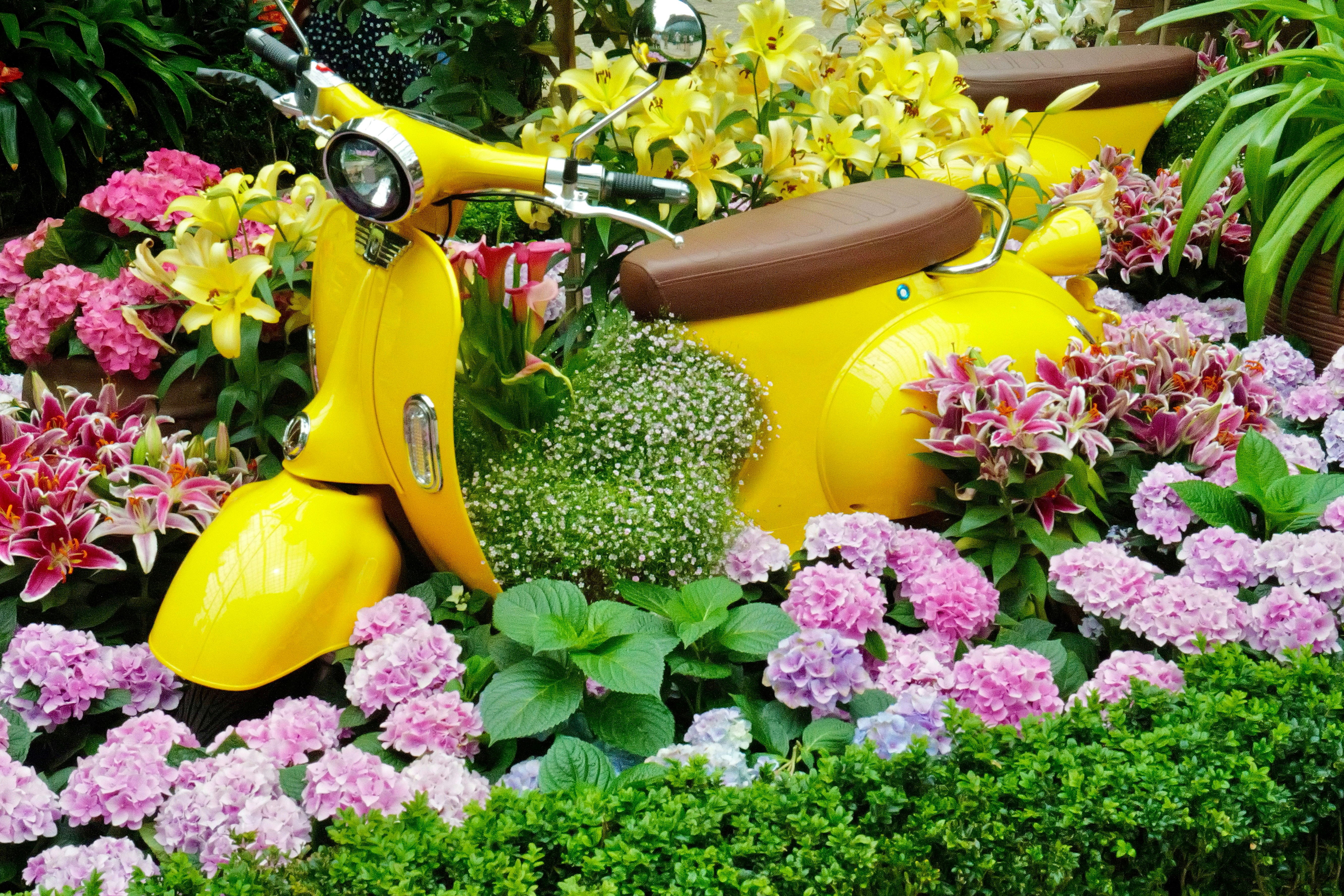 A yellow scooter is nestled in a flower garden.