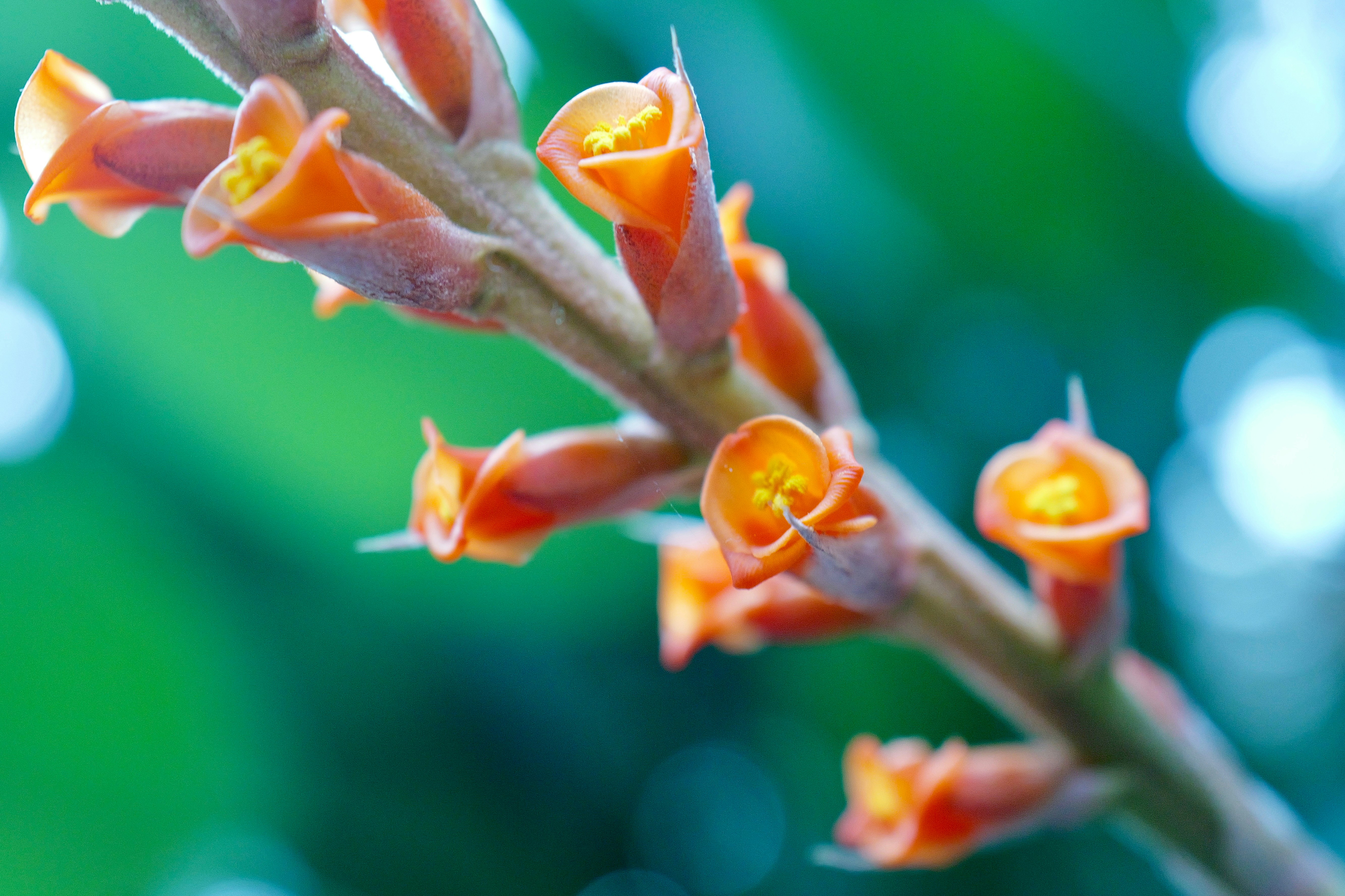 Orange flowers bloom on a branch.