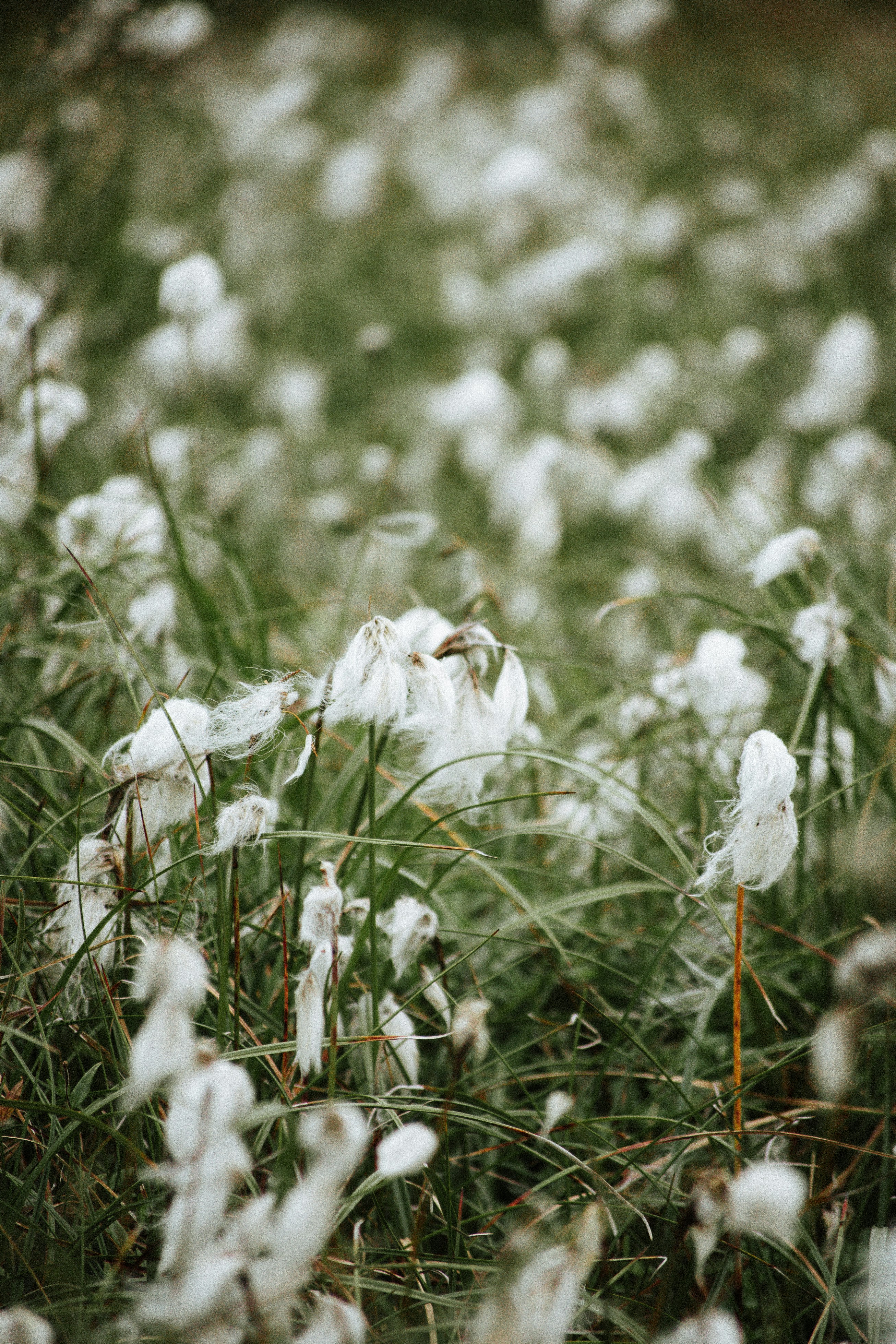 White wildflowers bloom in a lush green field.