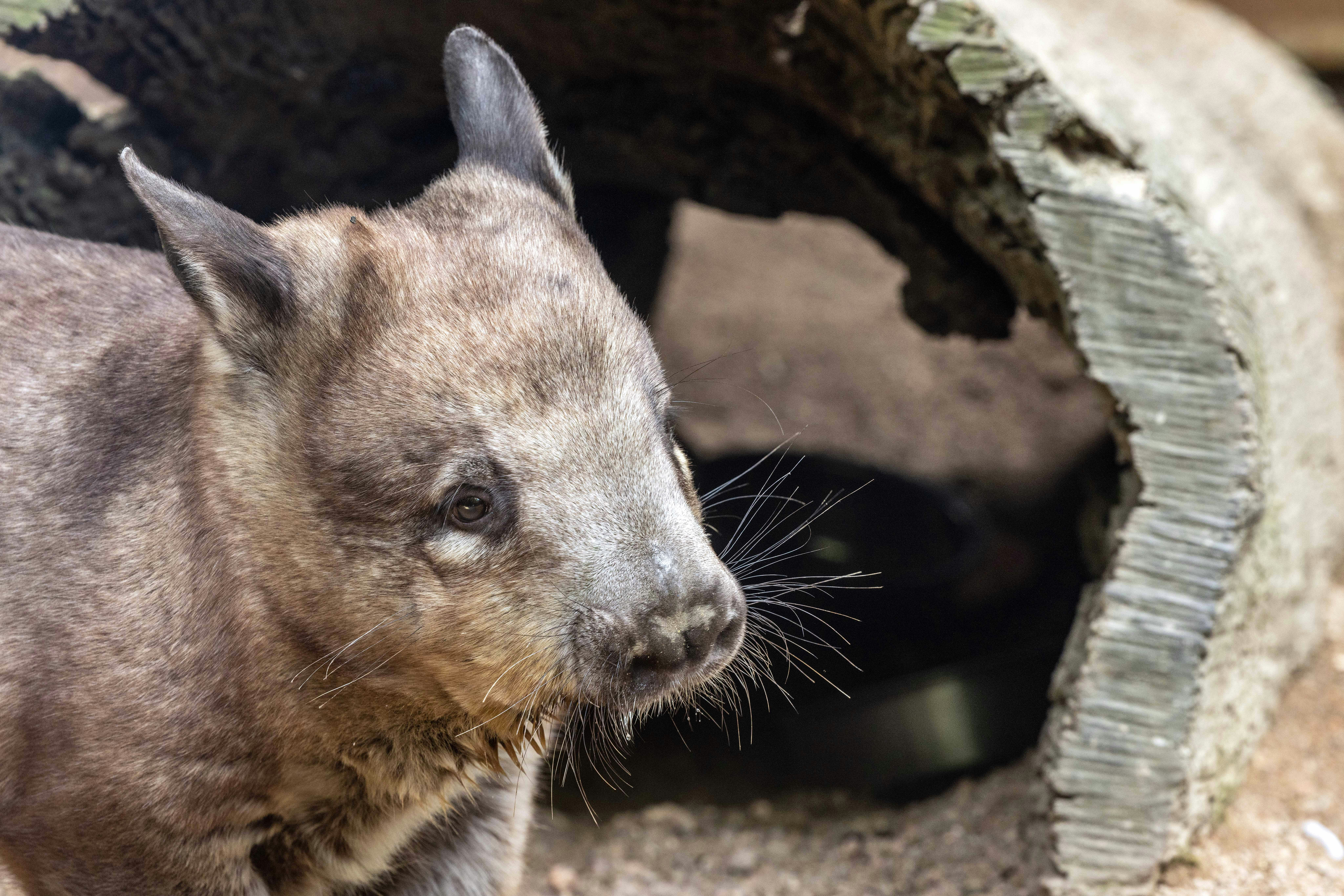 A wombat is seen next to its burrow.