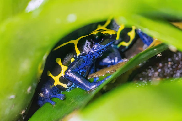 A vibrant blue poison dart frog rests in leaves.