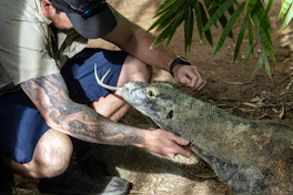 Man interacting with a komodo dragon.