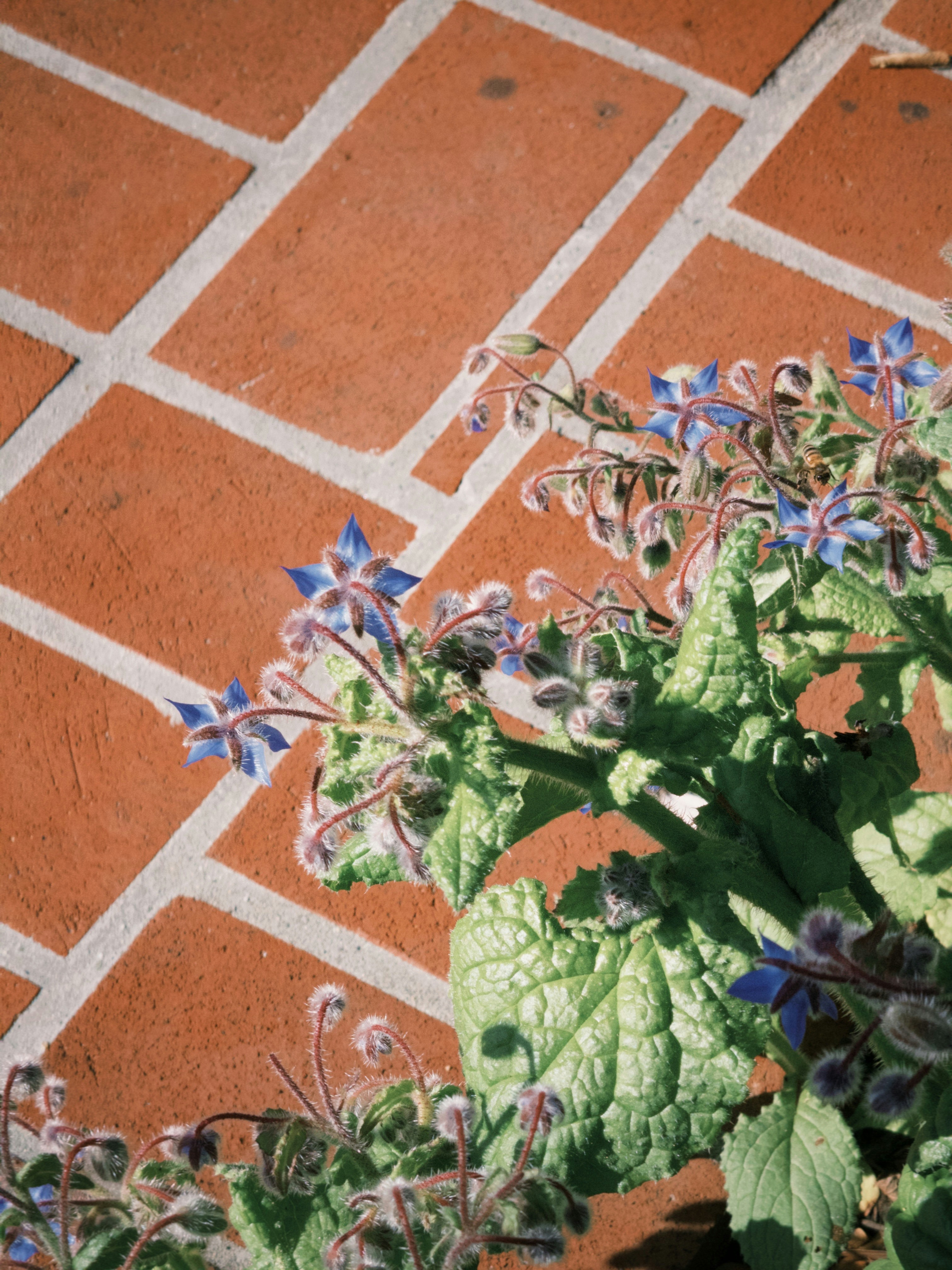 Des fleurs bleues s’épanouissent contre un mur de briques.
