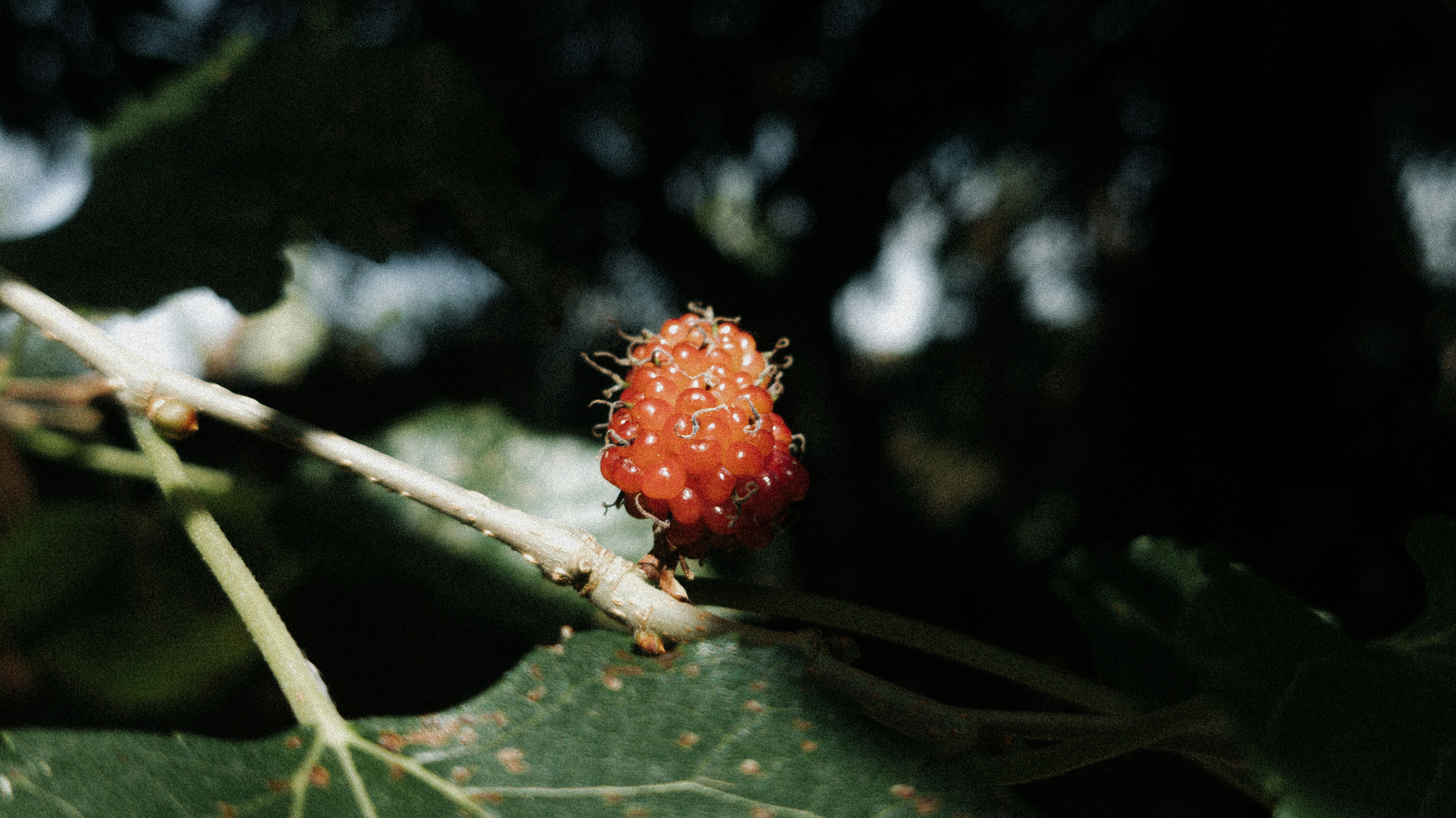 Photo by euigorbispo