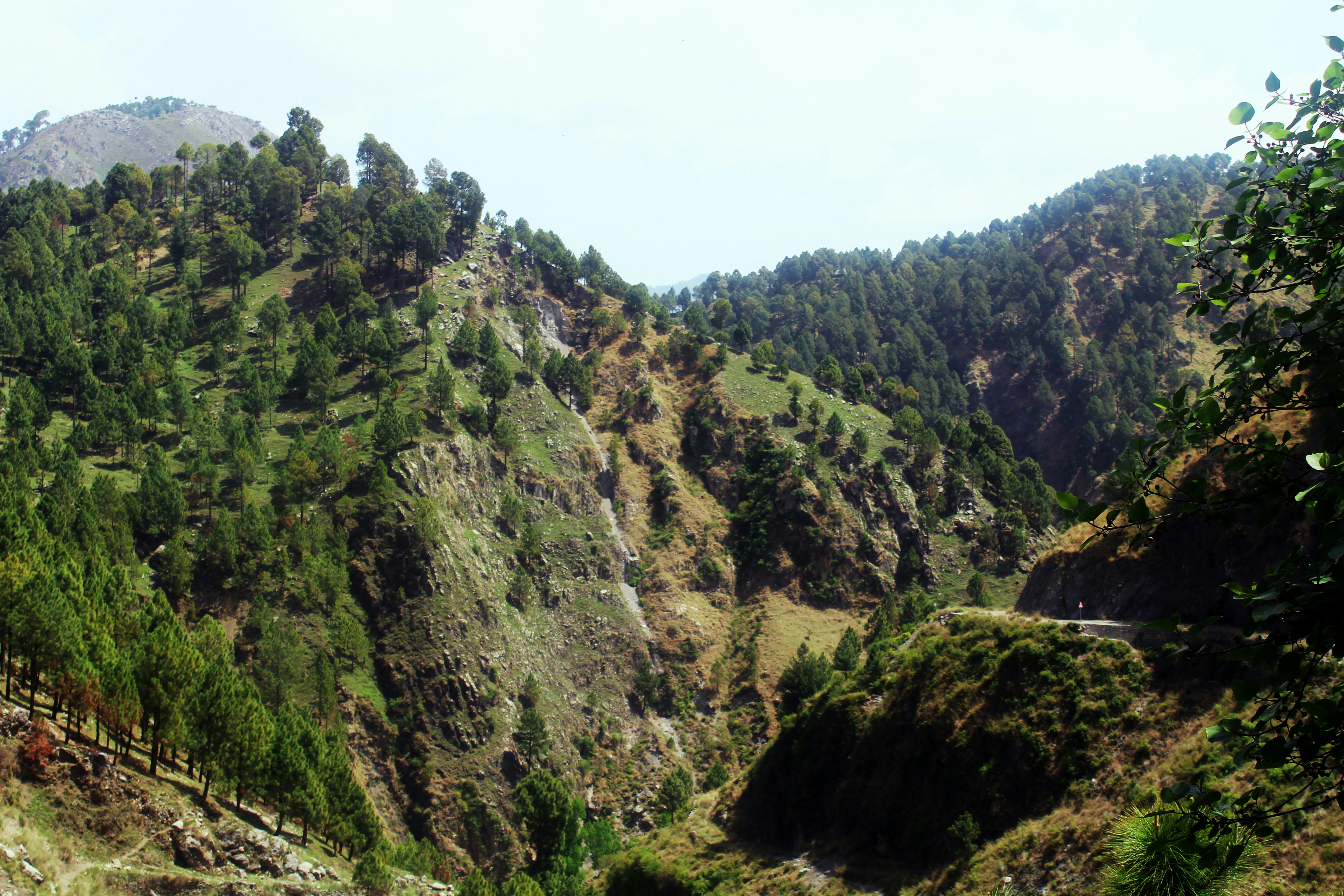 Mountains are covered in trees.