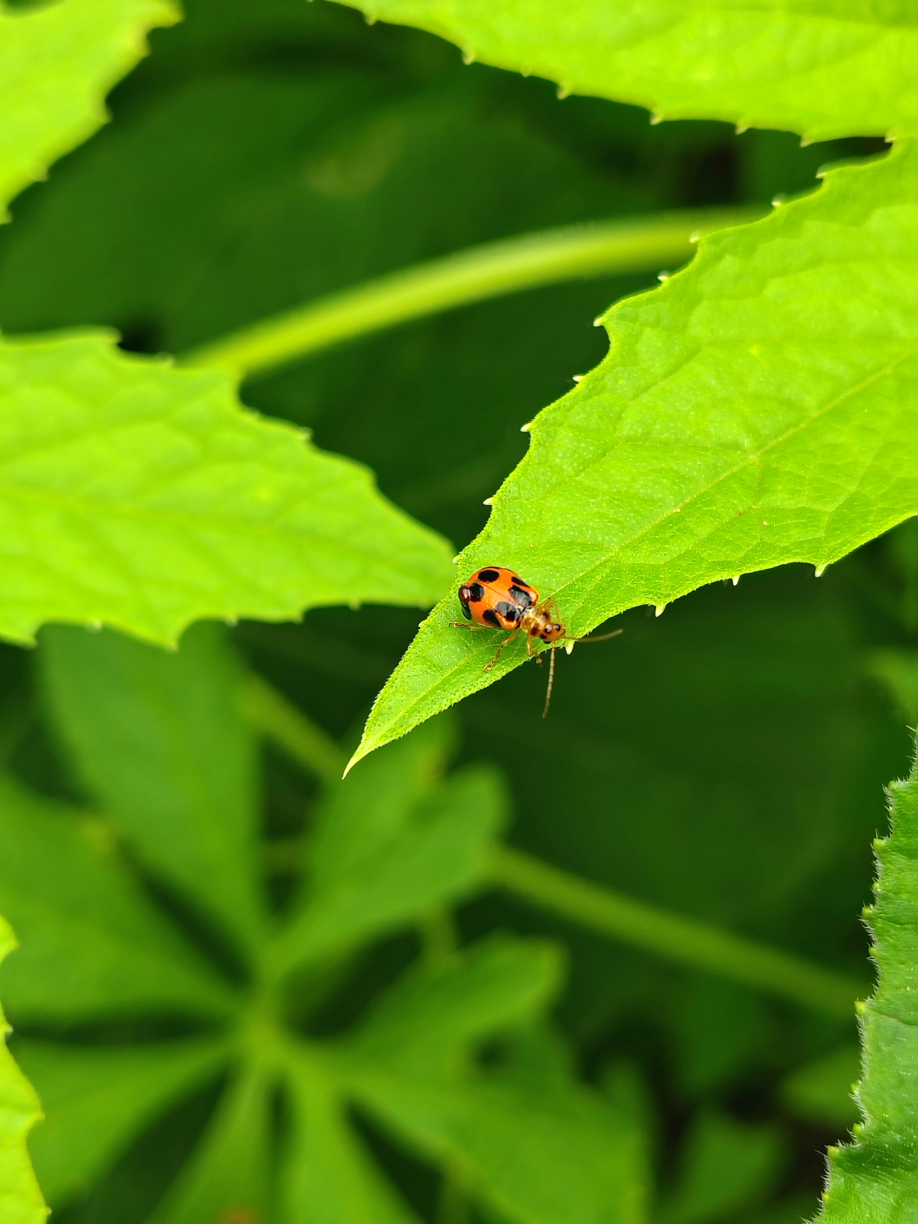 Photo by dendrophile