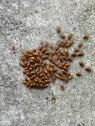 A clump of small, brown insects on concrete.