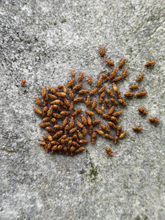A clump of small, brown insects on concrete.