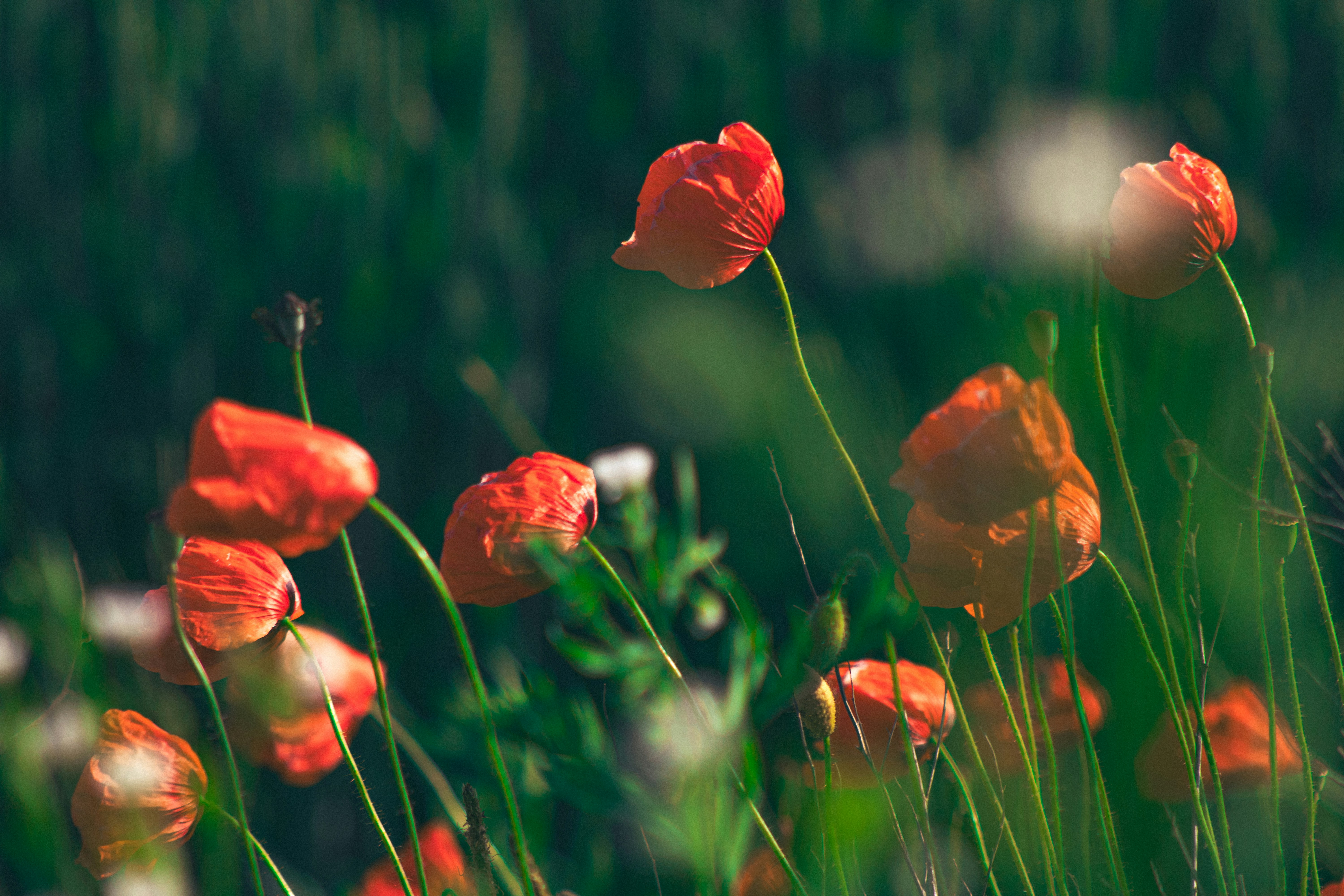 Photo by kolesnykyan