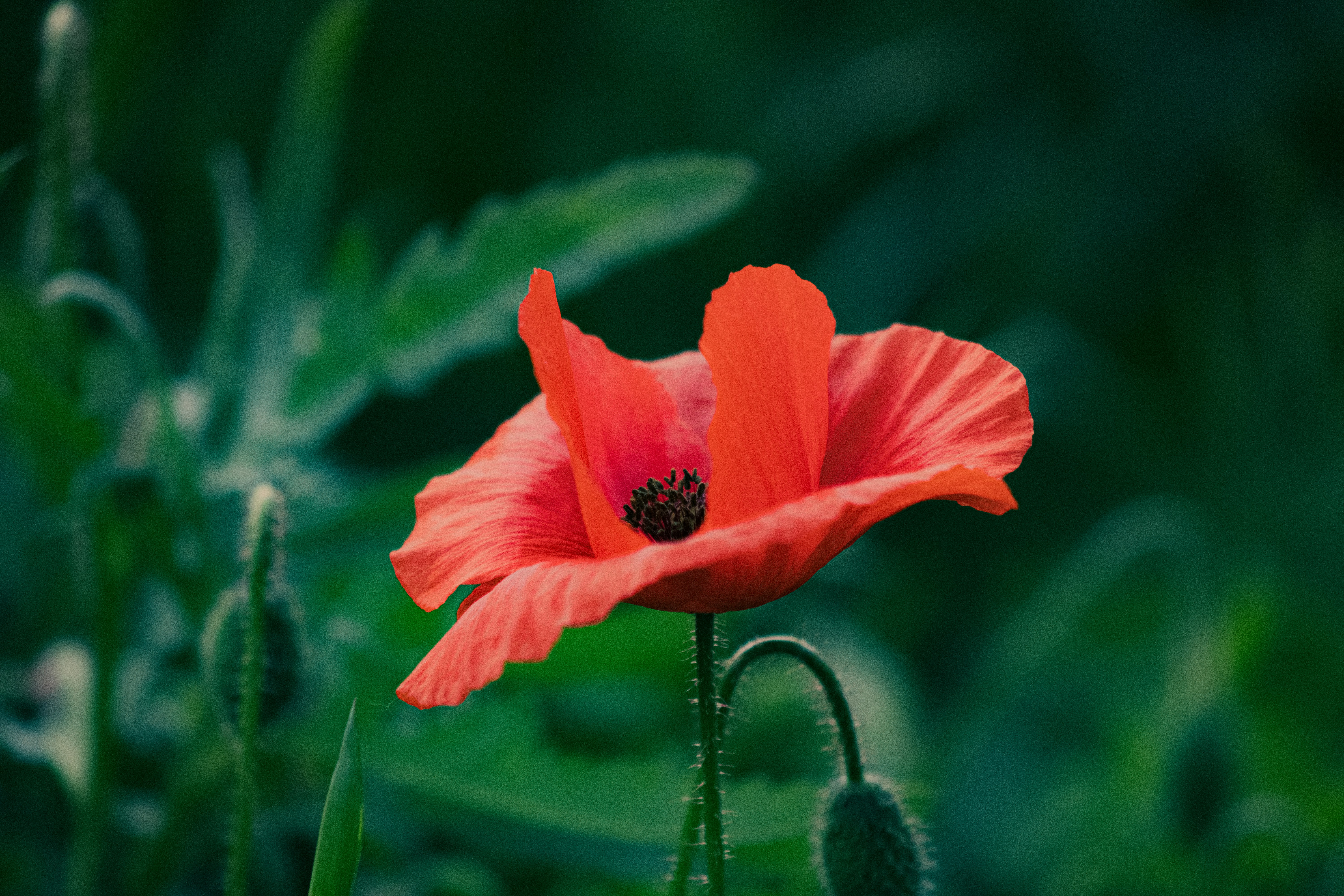 Photo by kolesnykyan