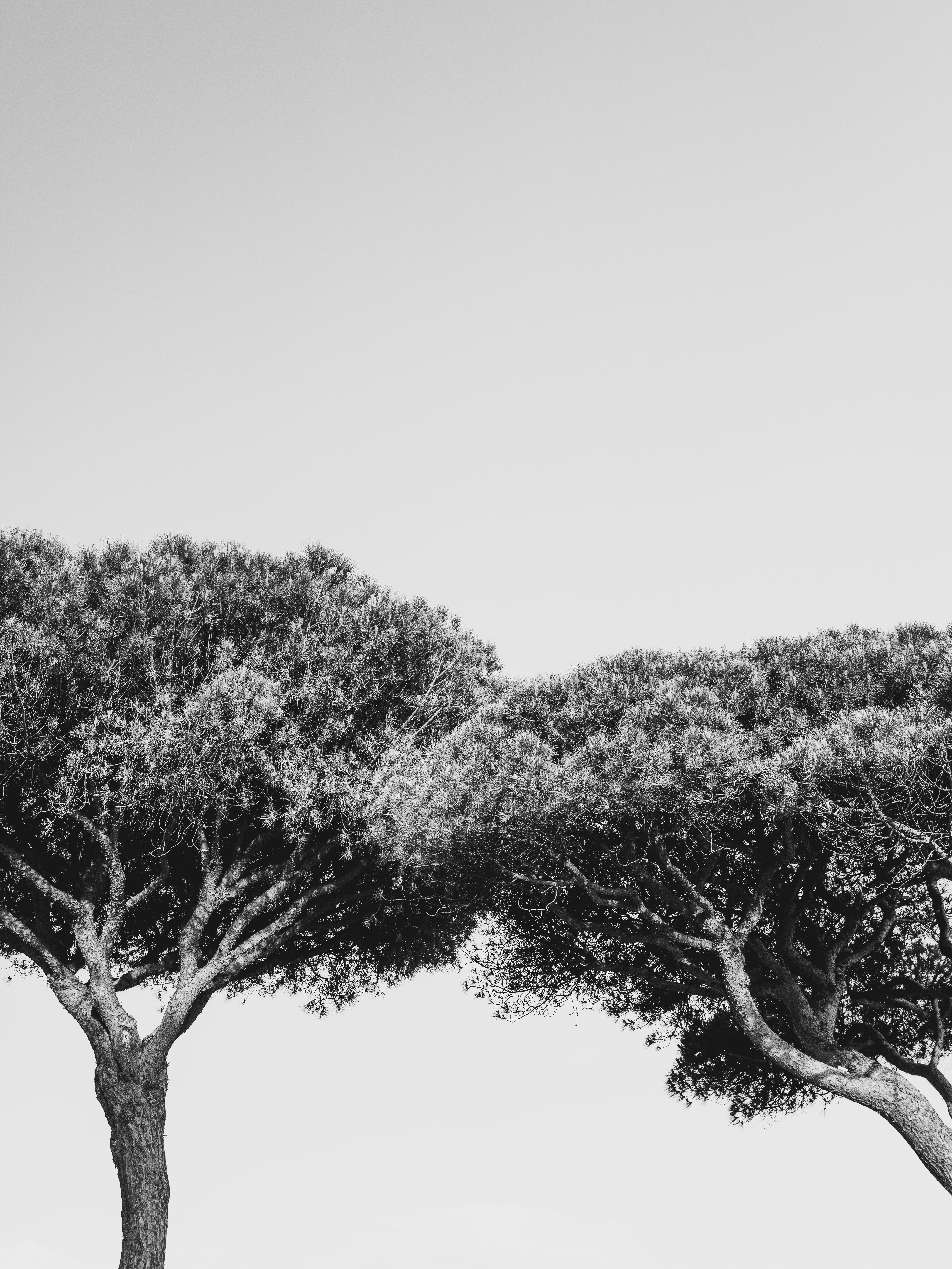 Two trees stand tall against a plain sky.