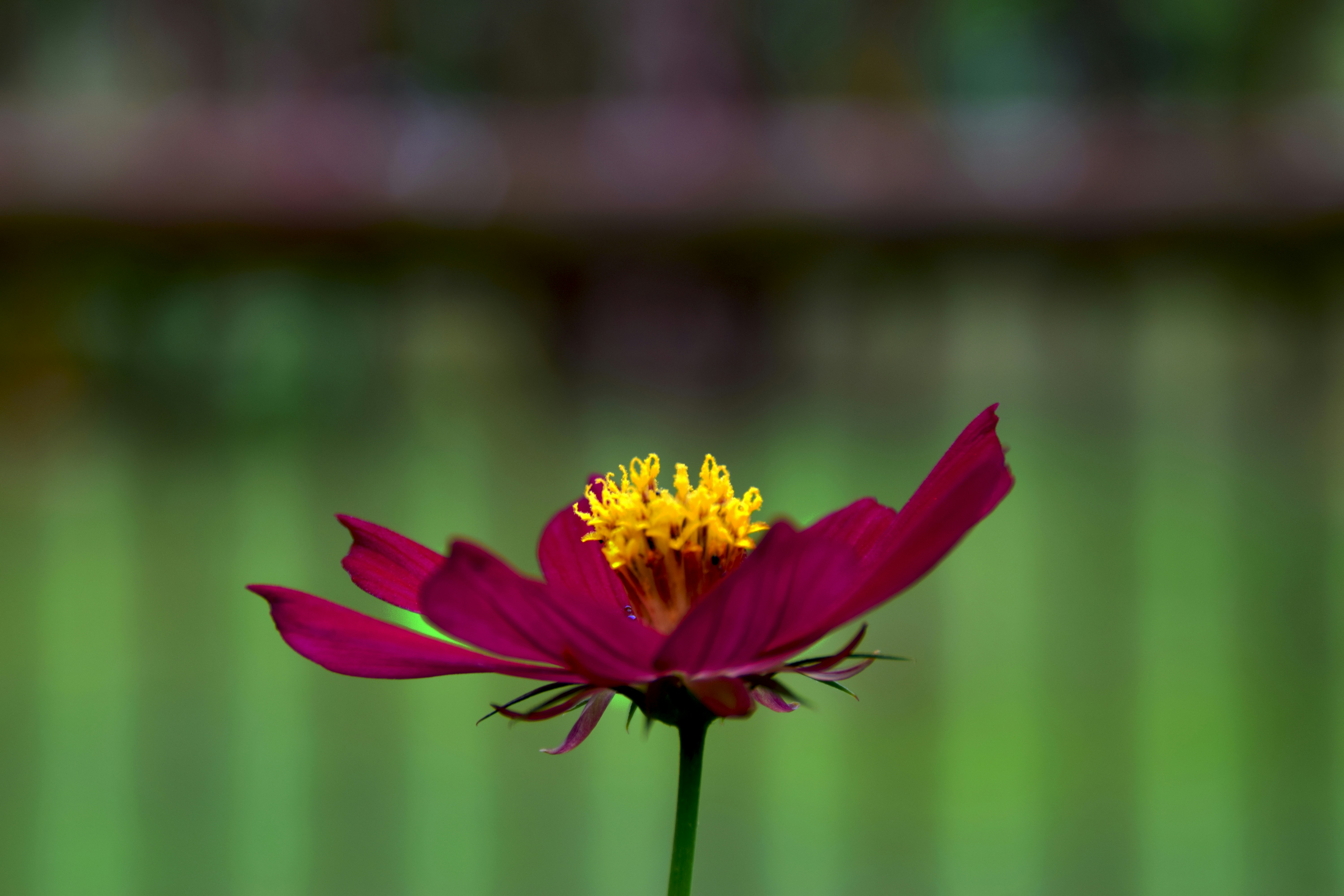 A beautiful, deep red flower is blooming.