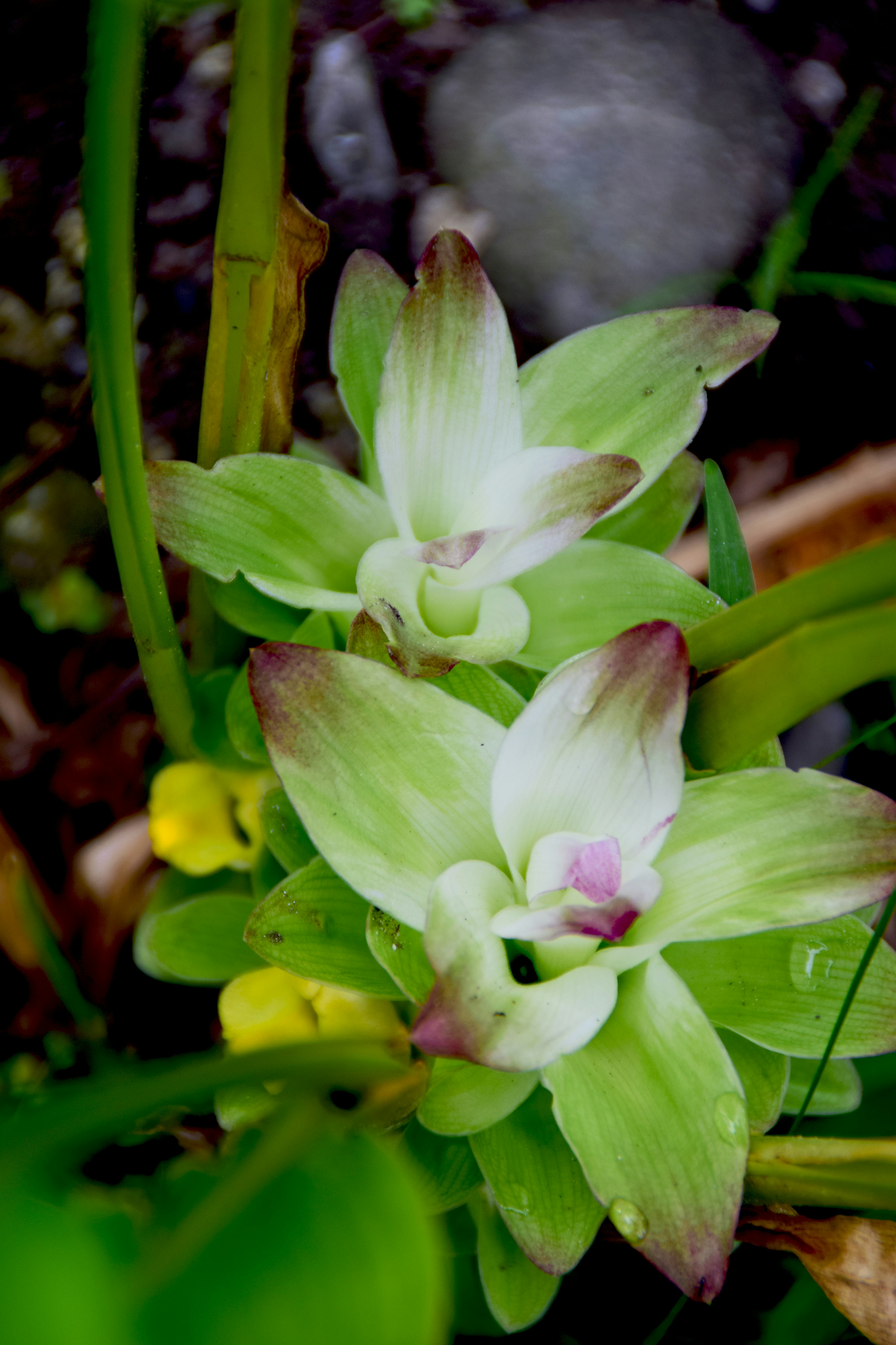 Two delicate green flowers are in full bloom.