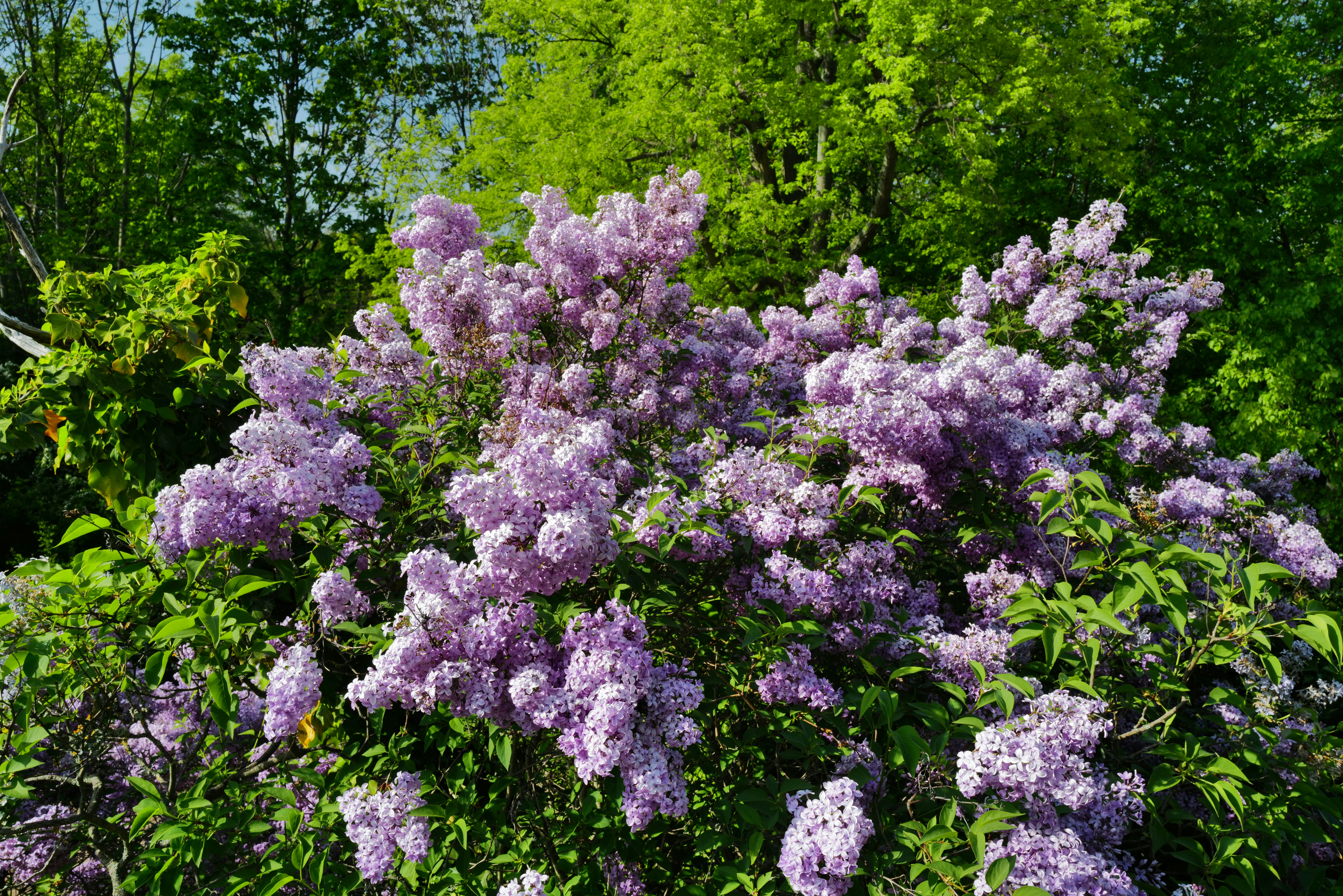 Lilases roxos florescem contra um fundo verde.