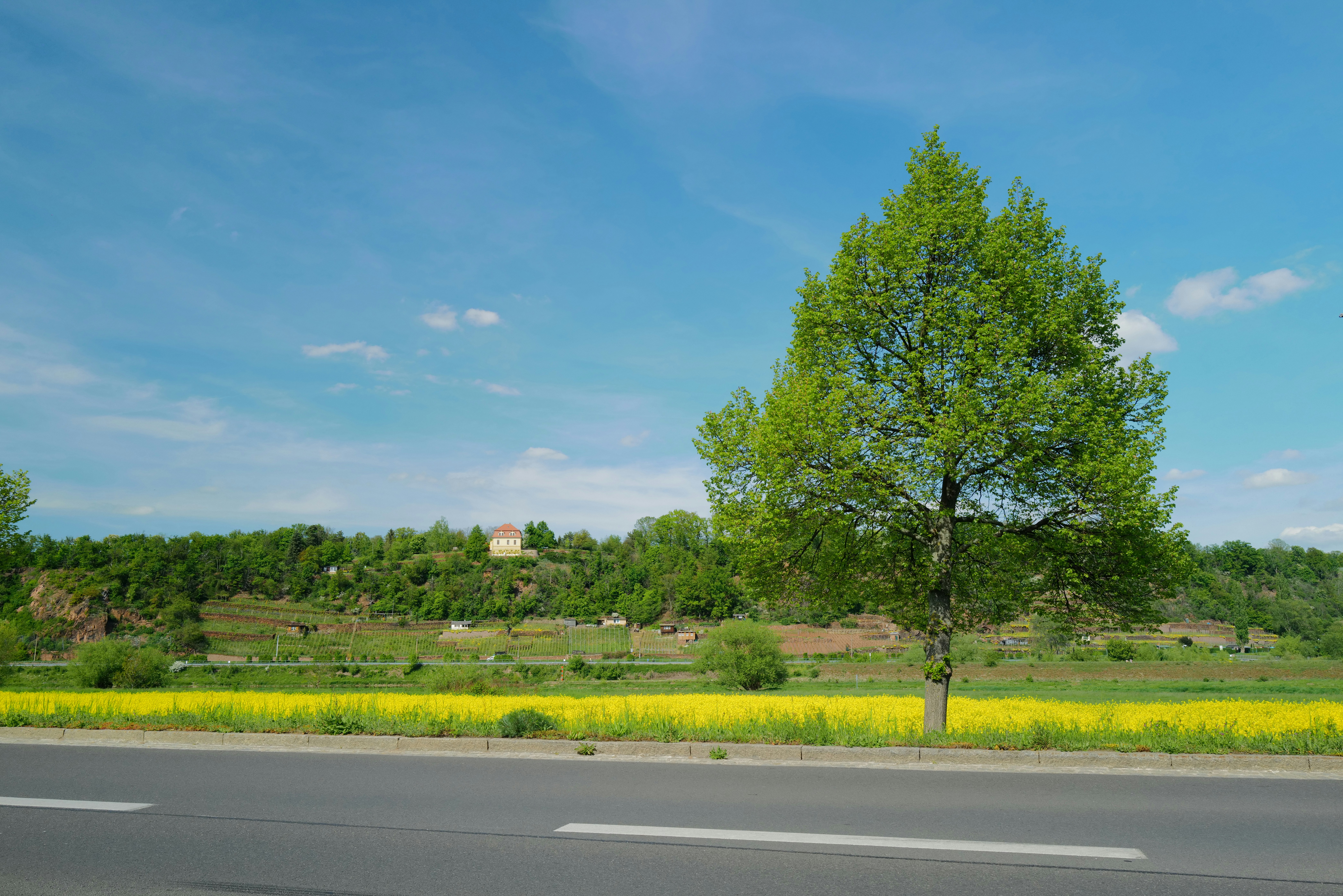 Uma árvore fica ao lado de uma estrada com um campo.