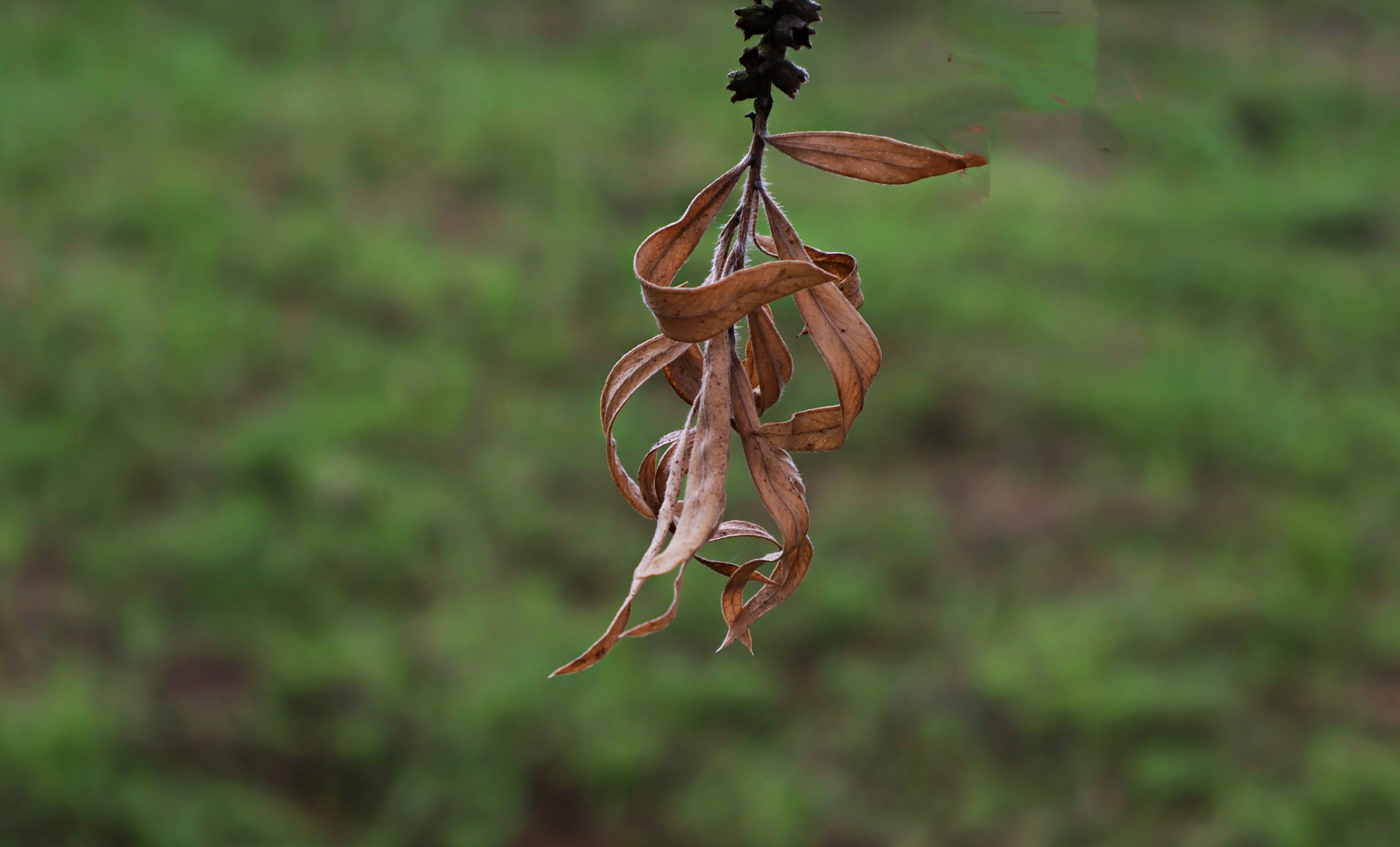 Withered leaves hang against a blurred green background.