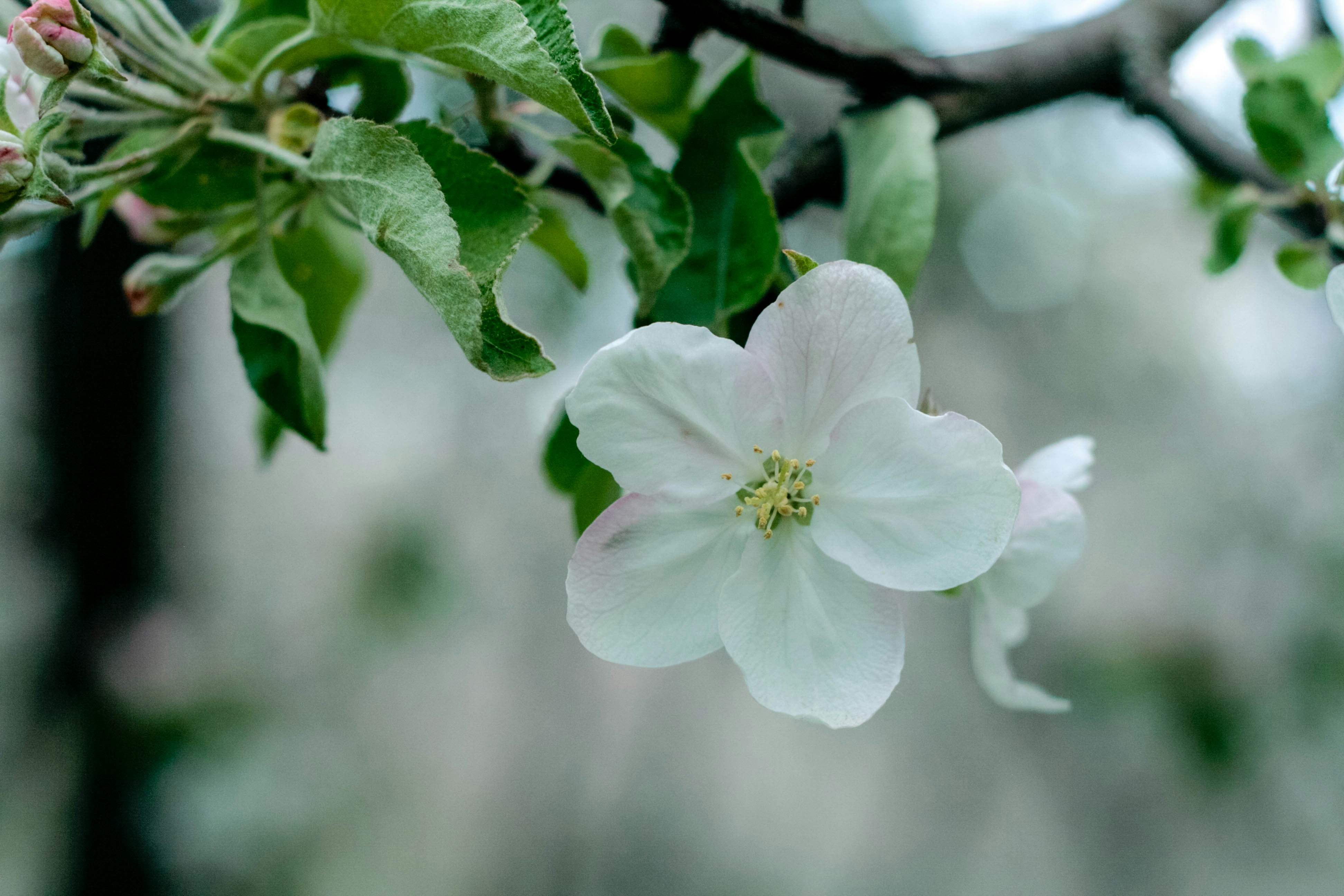 Delicate white apple blossom blooming on a branch.
